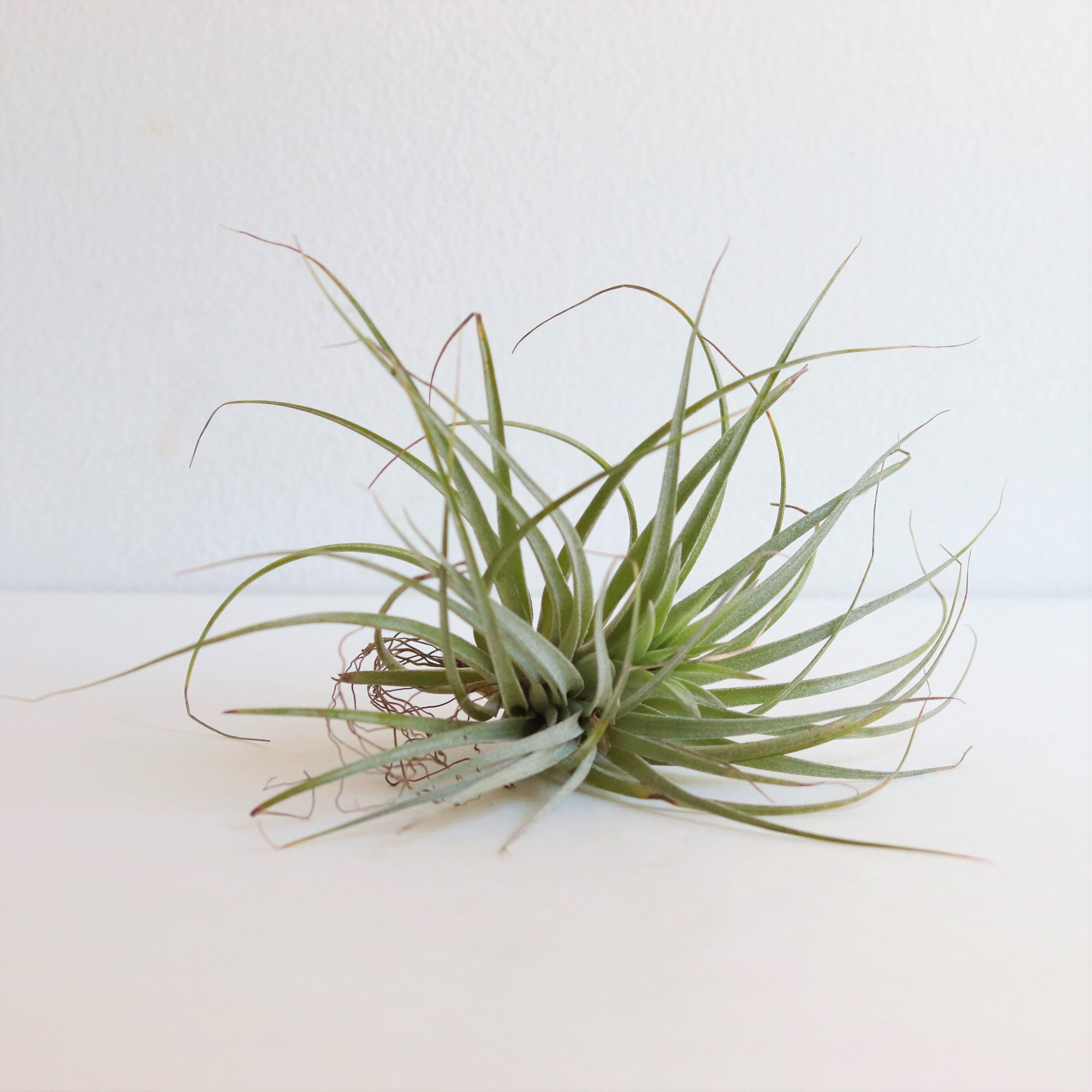 エアープランツ コットンキャンディー ジーフラットインテリアショップ Online Shop エアープランツ コットンキャンディー ジーフラットインテリアショップ Online Shop