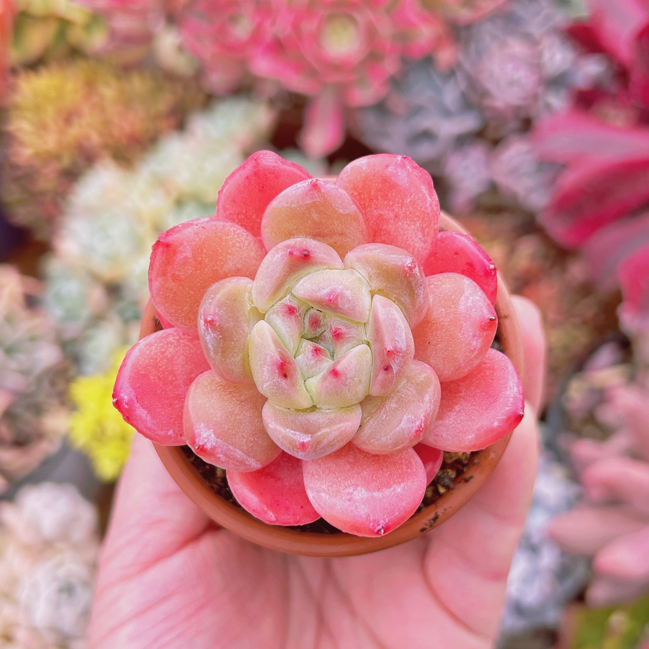 多肉植物　新品種　ラウイxアイスグリーン