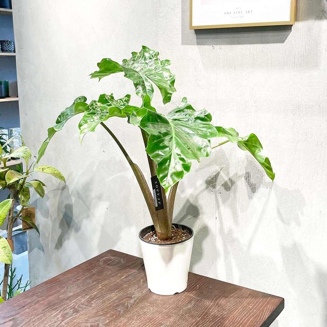 アロカシア　ローライダー　斑入り アロカシア ロウライダー 斑入り Lowrider Variegated