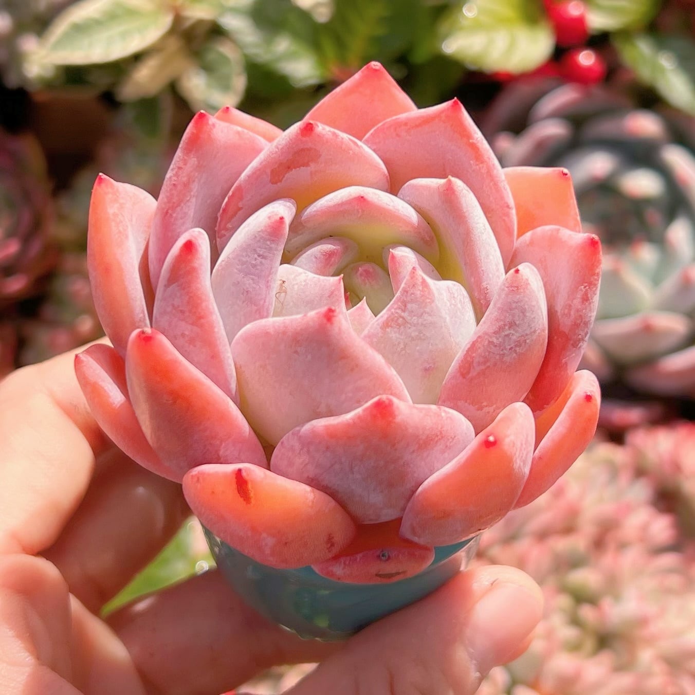 多肉植物 ストロベリーアーモンド 新入荷 | るる農園~多肉植物専門