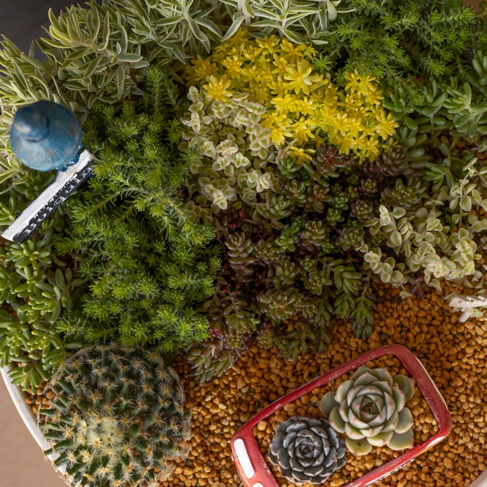 母の日プレゼント♪ セダム 寄せ植え 箱庭 多肉植物 サボテン