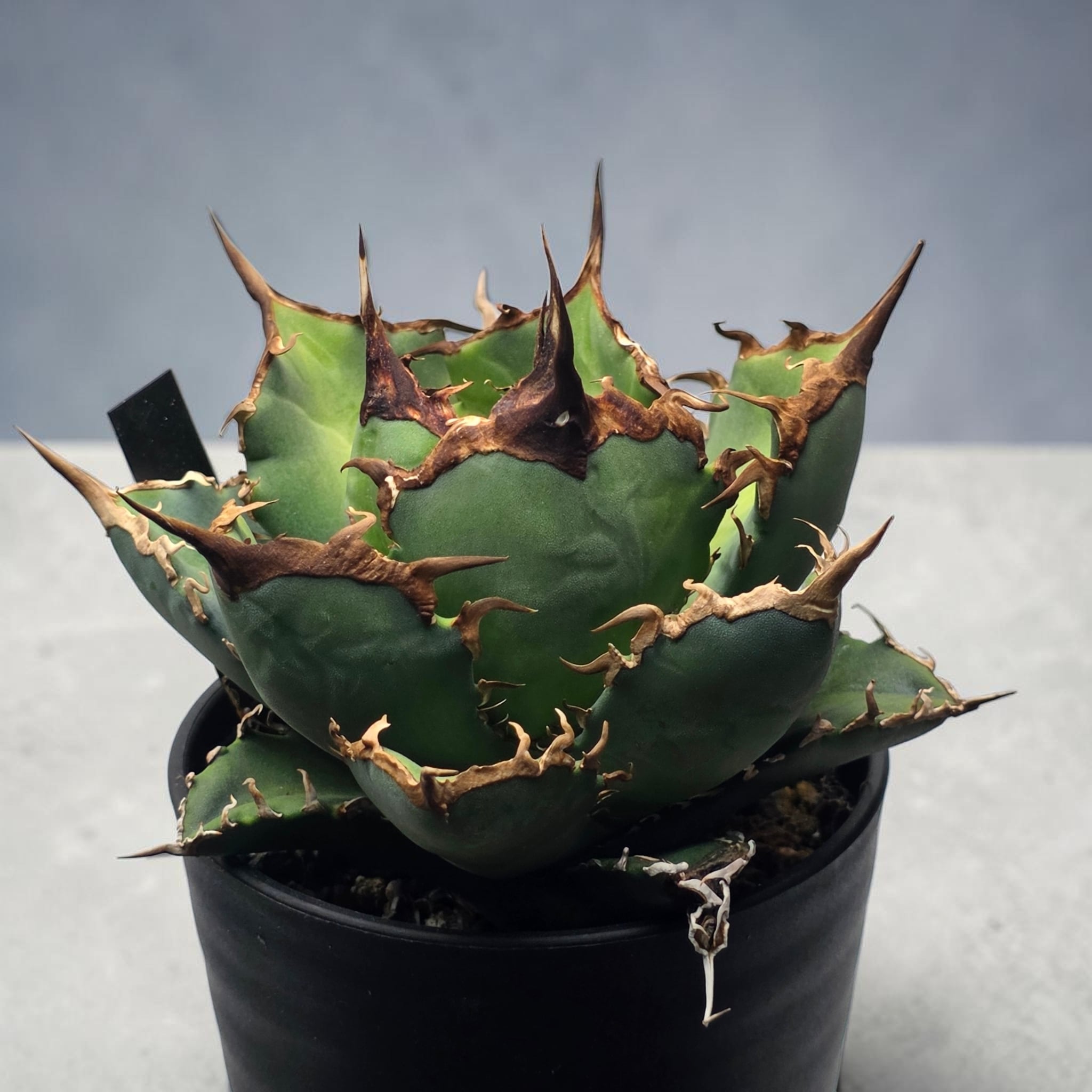 アガベ チタノタ 阿修羅 (Agave titanota 'Asura') | BRIDGE GARDEN