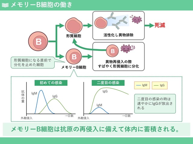 免疫学の基礎トレーニング「自然免疫系」