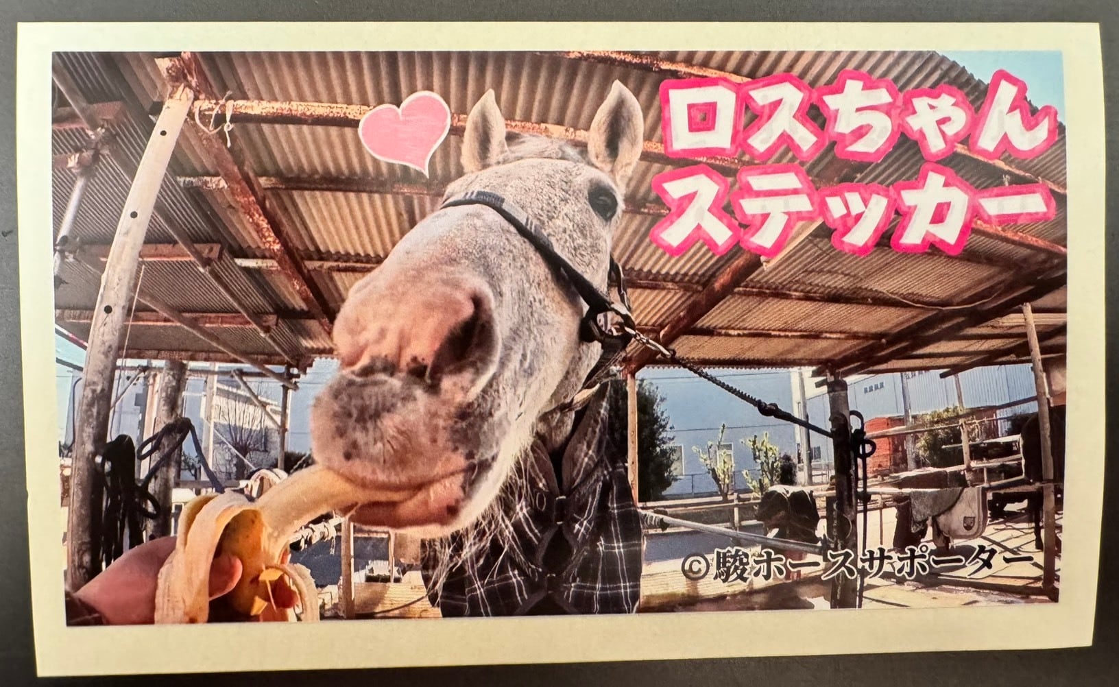 ロスちゃん1ヶ月サポート | 駿ホースサポーター