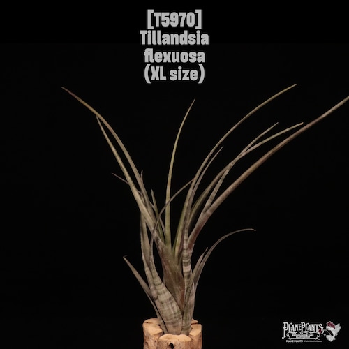 Tillandsia flexuosa〔ティランジア〕T5970