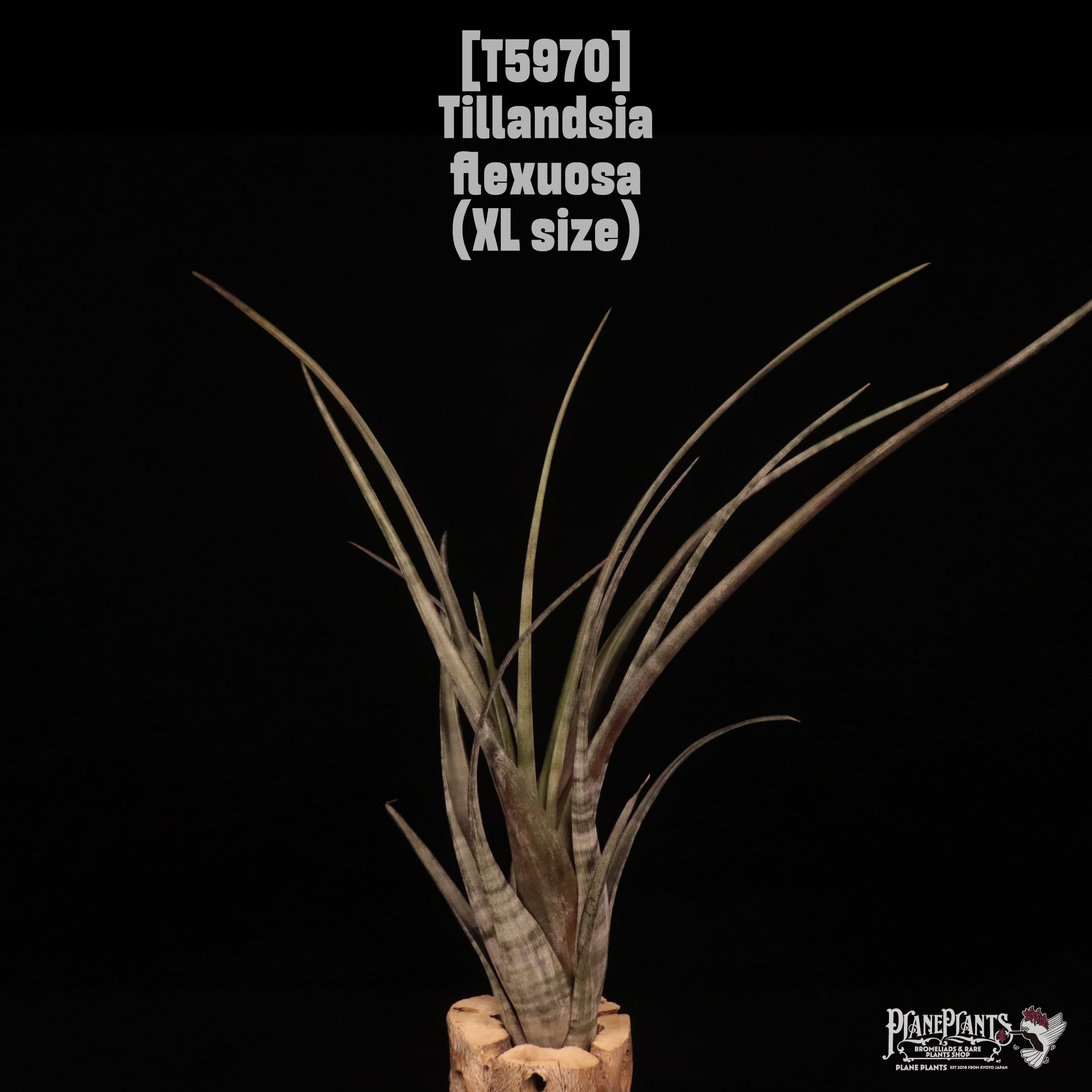 Tillandsia flexuosa〔ティランジア〕T5970