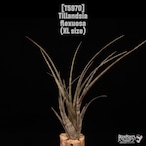 Tillandsia flexuosa〔ティランジア〕T5970