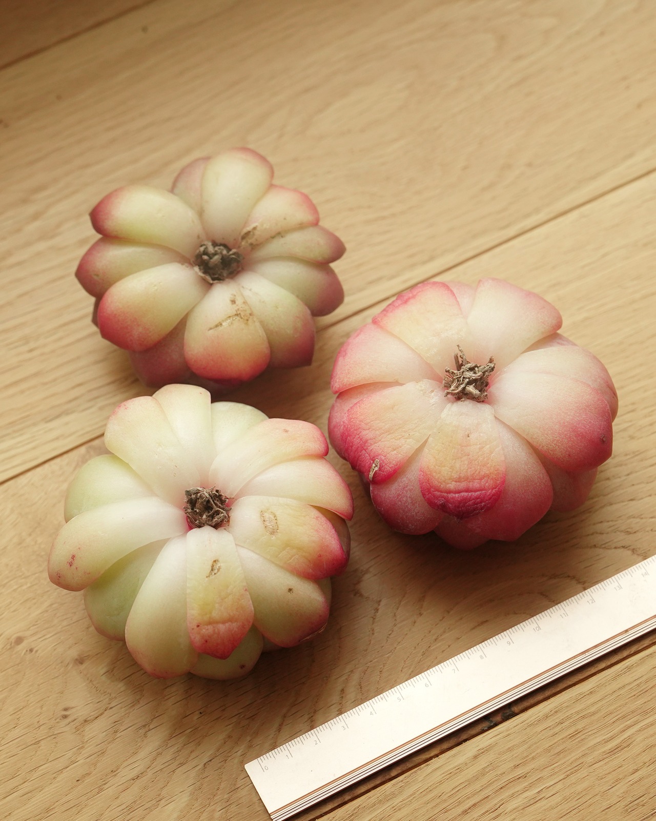 カット苗 ストロベリーアーモンド Echeveria 'Strawberry Almond'