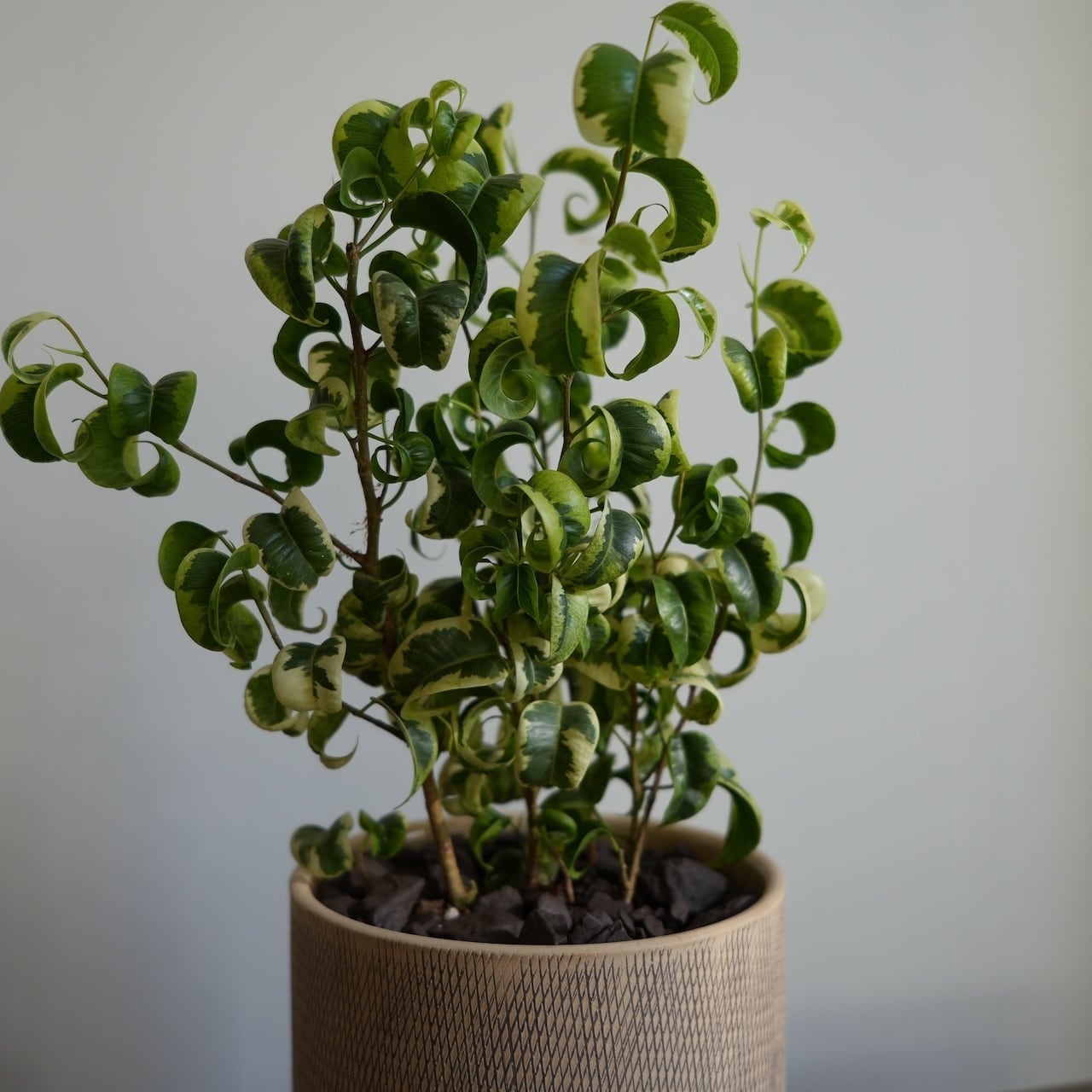 送料込み】観葉植物 ベンジャミン シタシオン 5号サイズ 陶器鉢 | 草陽香