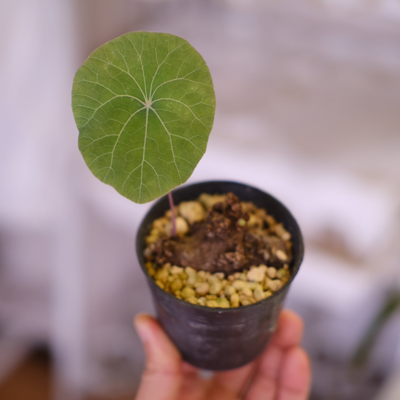 Stephania kaweesakii /ステファニア カウィーサキ⑭