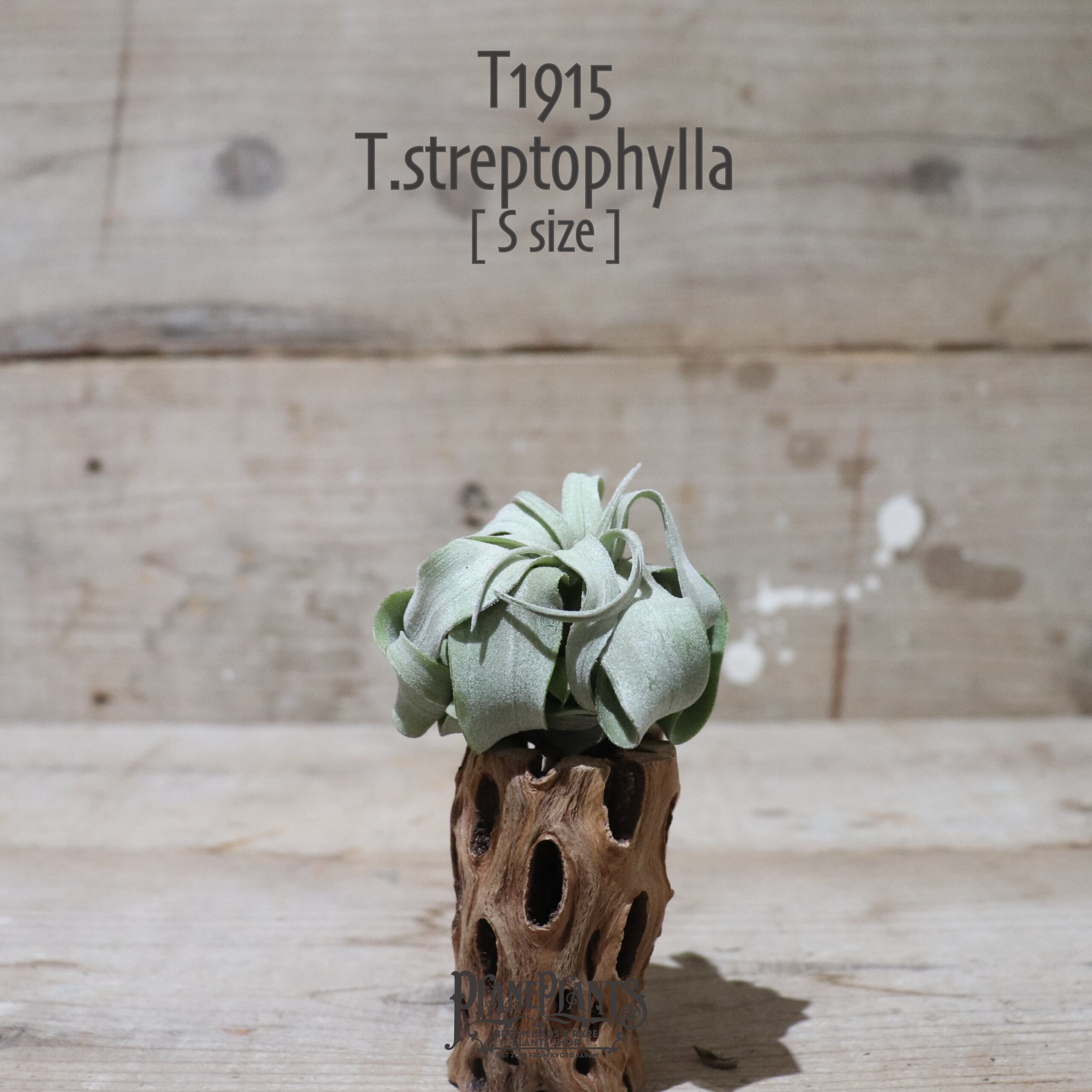 【送料無料】ストレプトフィラ S〔エアプランツ〕現品発送T1915