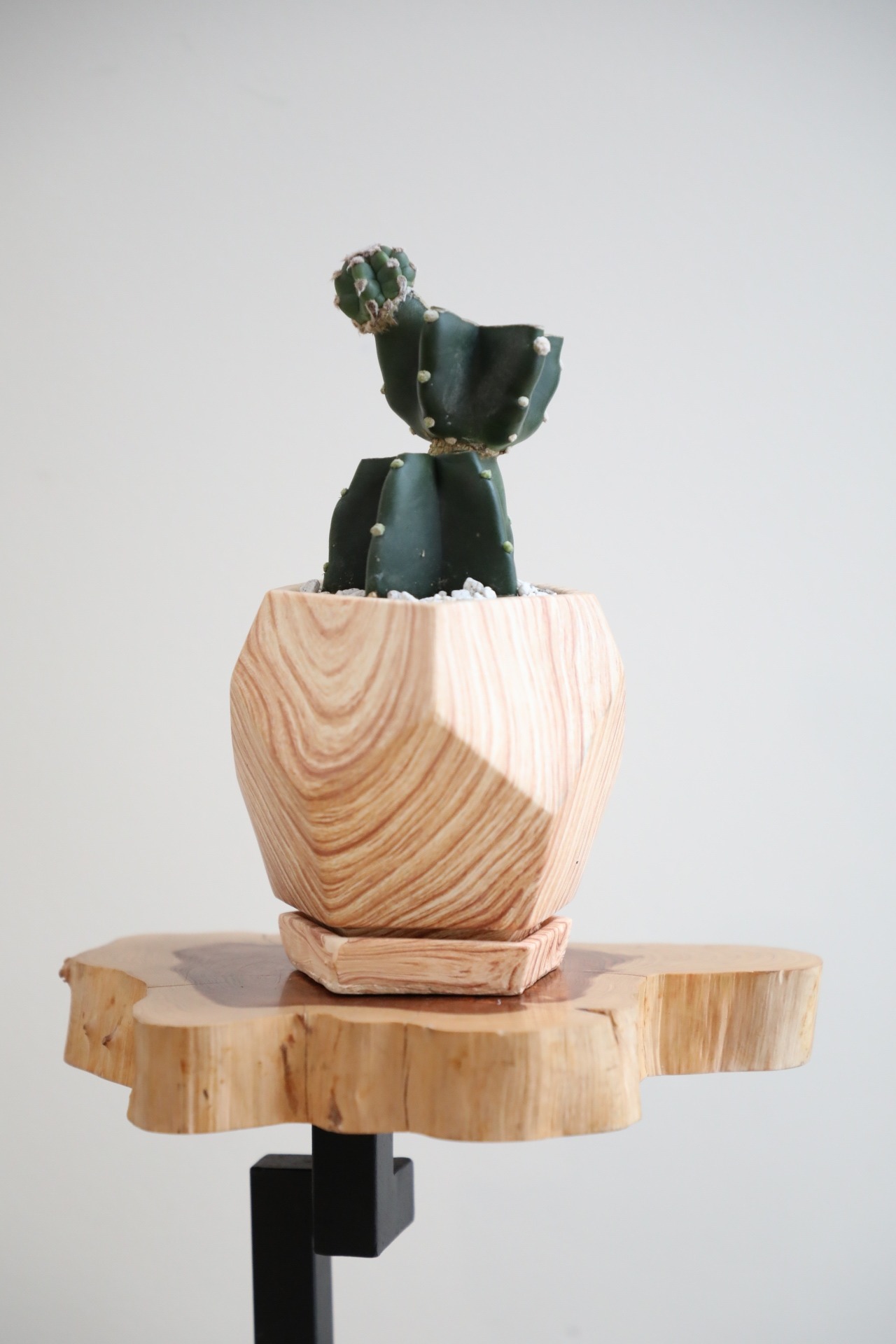 【S】サボテン ブランチ/cactus branch　※陶器鉢付き