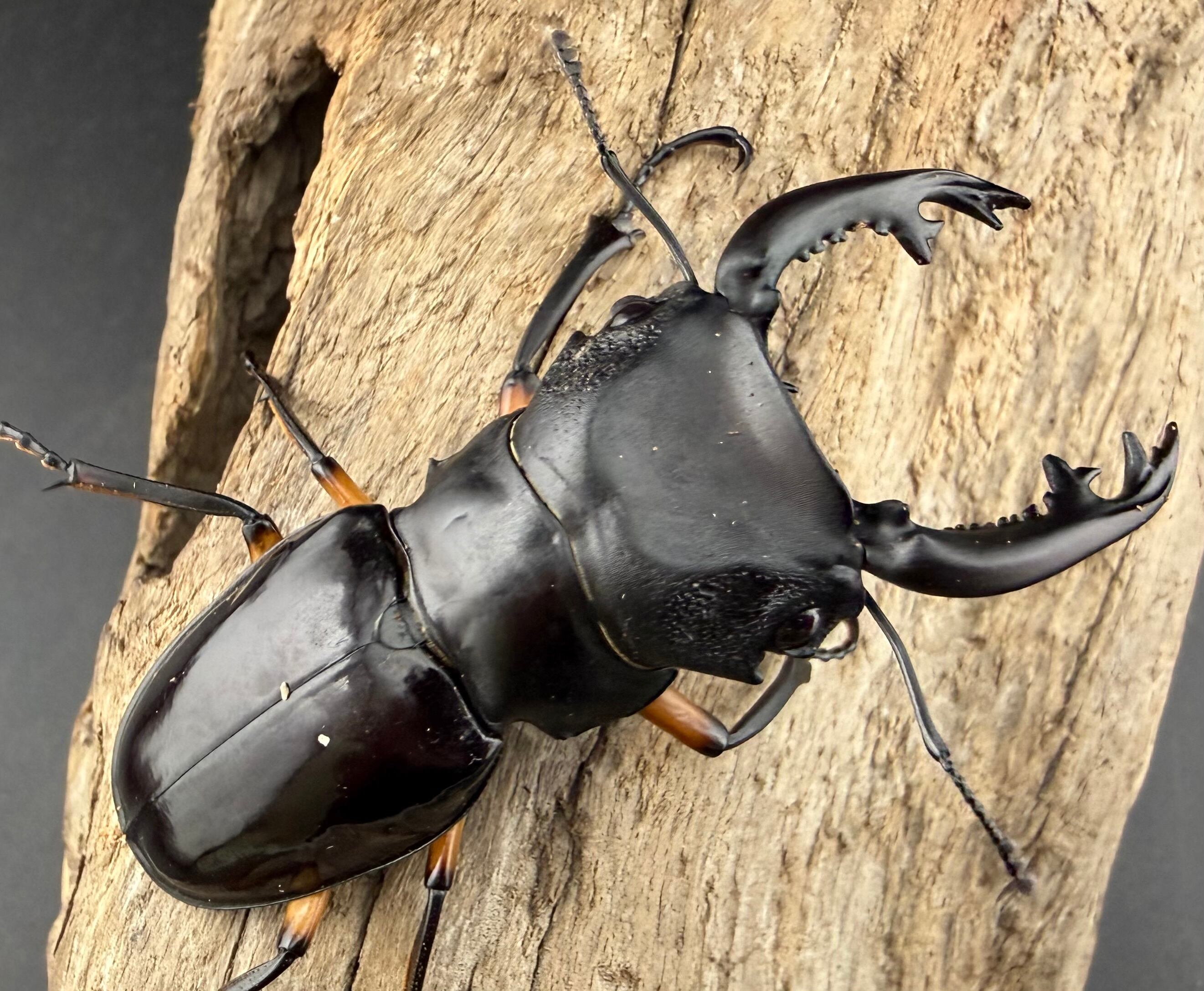 WD】《インペリアリスツヤ亜種komorii バタラザ産 66mm ペア》 | KPW