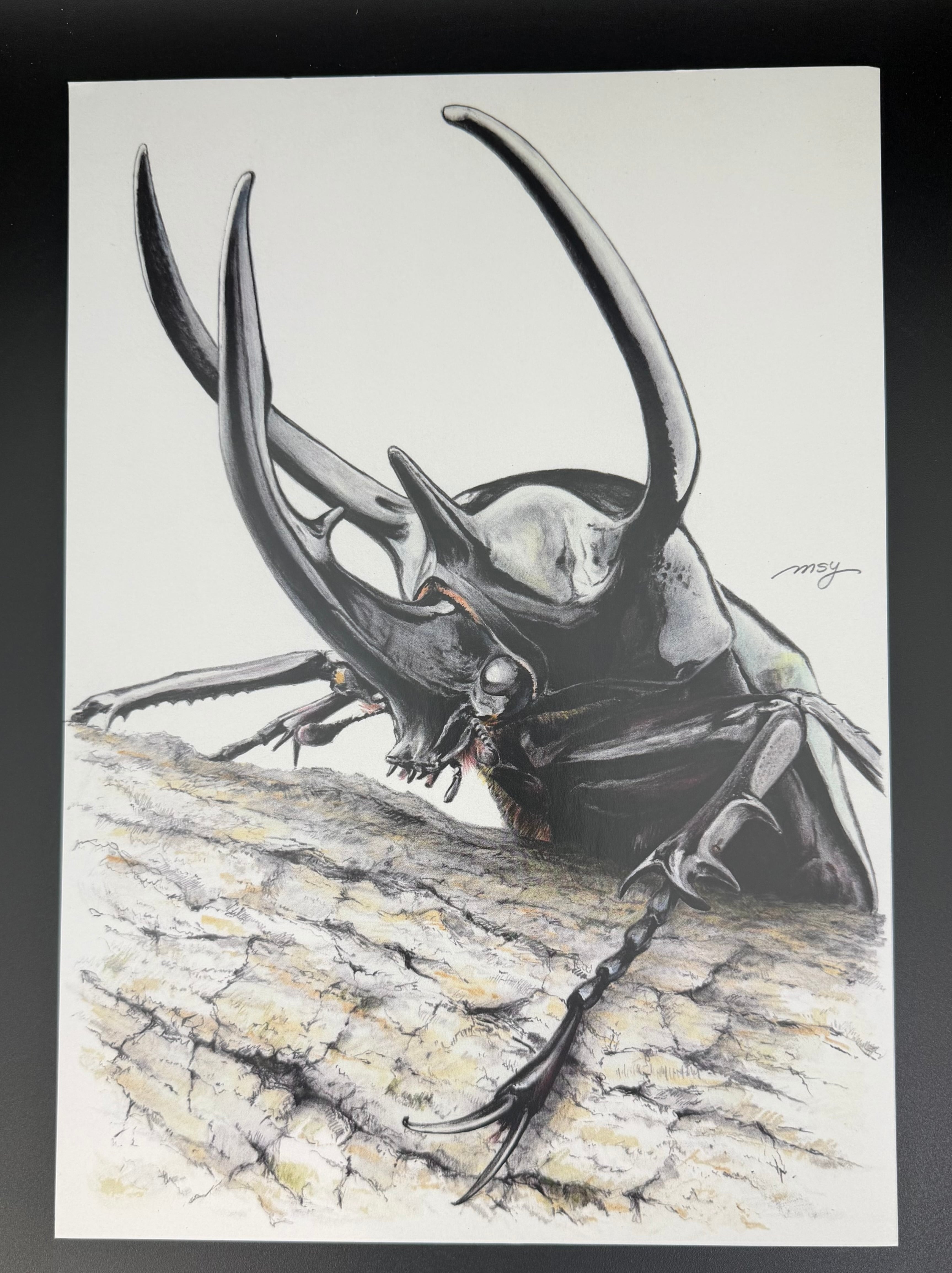 色鉛筆画 1枚 コーカサスオオカブト【複製画】 | KPW BASE店