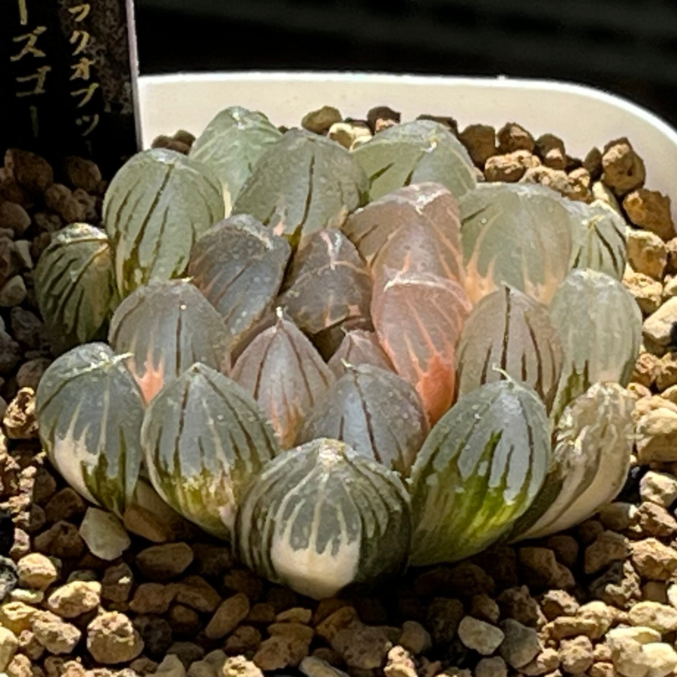 ハオルチア 三仙寿錦 | mocono_plants