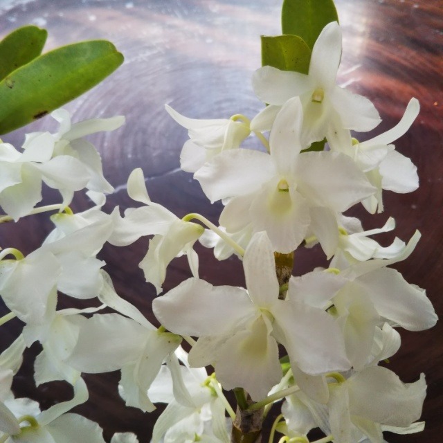 デンドロビューム 白9cmポット苗 Hanazukin 花ずきん 農家直送の花苗 シンビジュームの花束