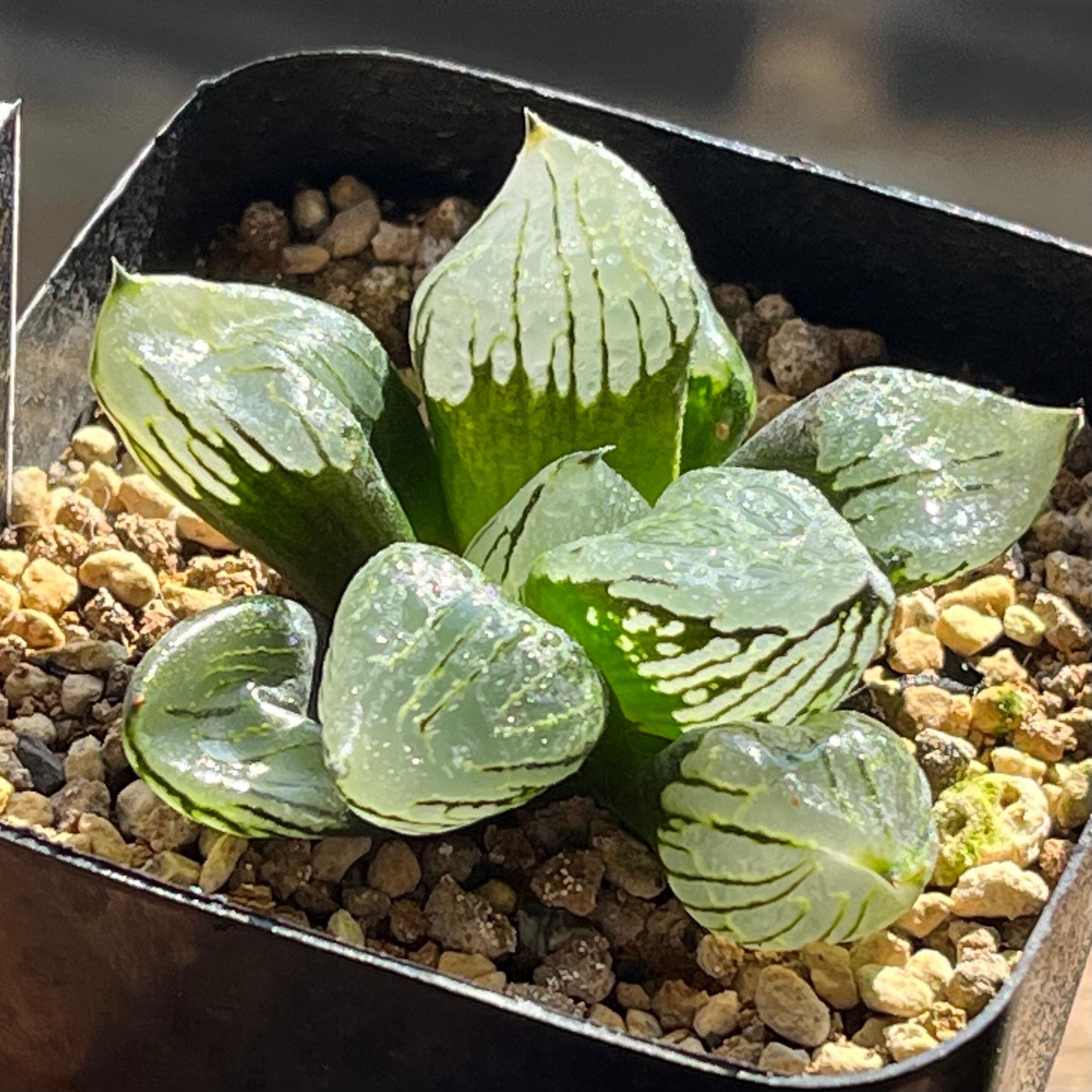 ハオルチア ピグマエアミュータント実生 特異株 | mocono_plants