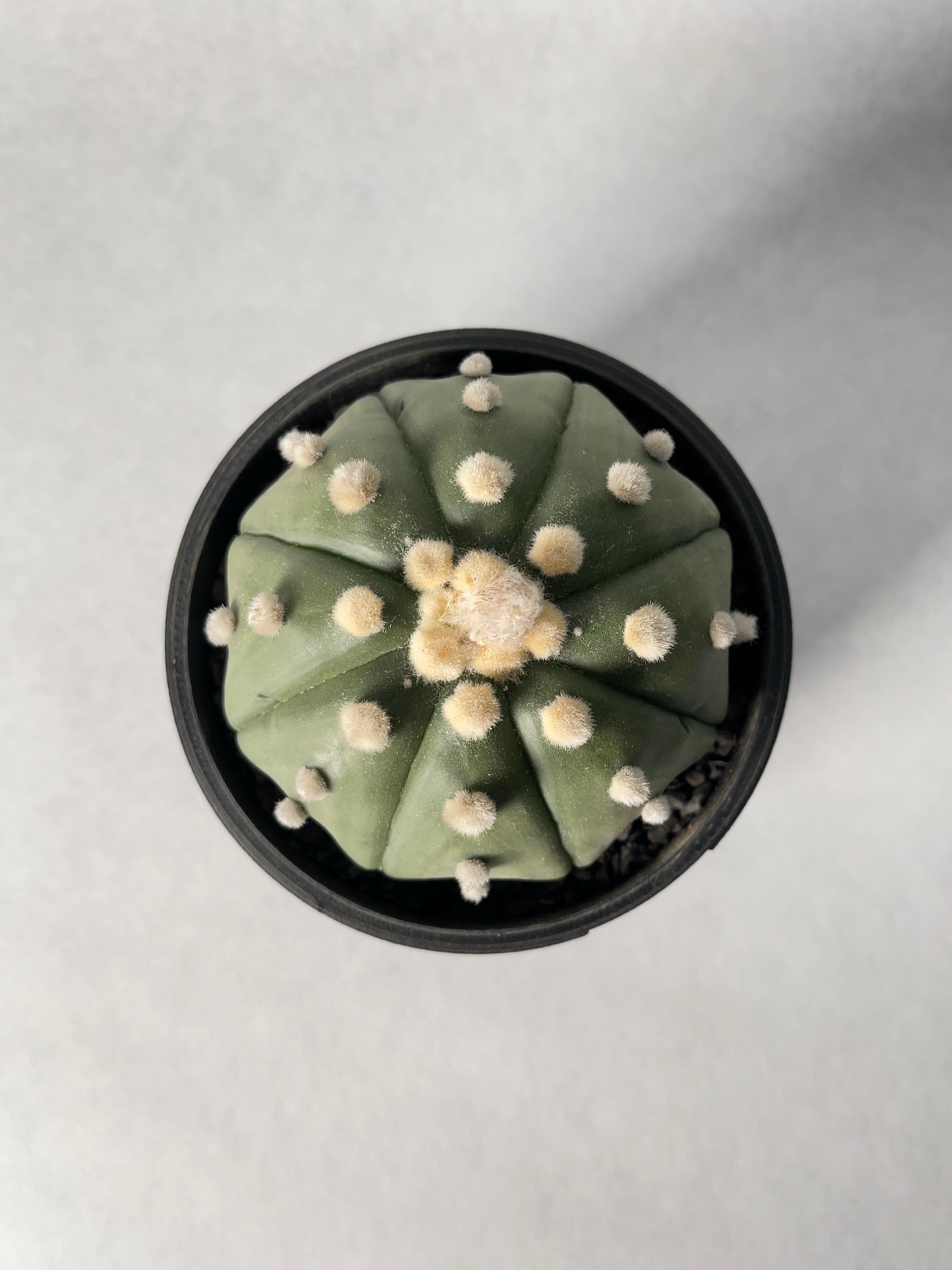 □アストロフィツム 王冠瑠璃兜✕たけろうポット 楽天市場】サボテン：アストロフィツム 王冠瑠璃兜丸 般若ツギ