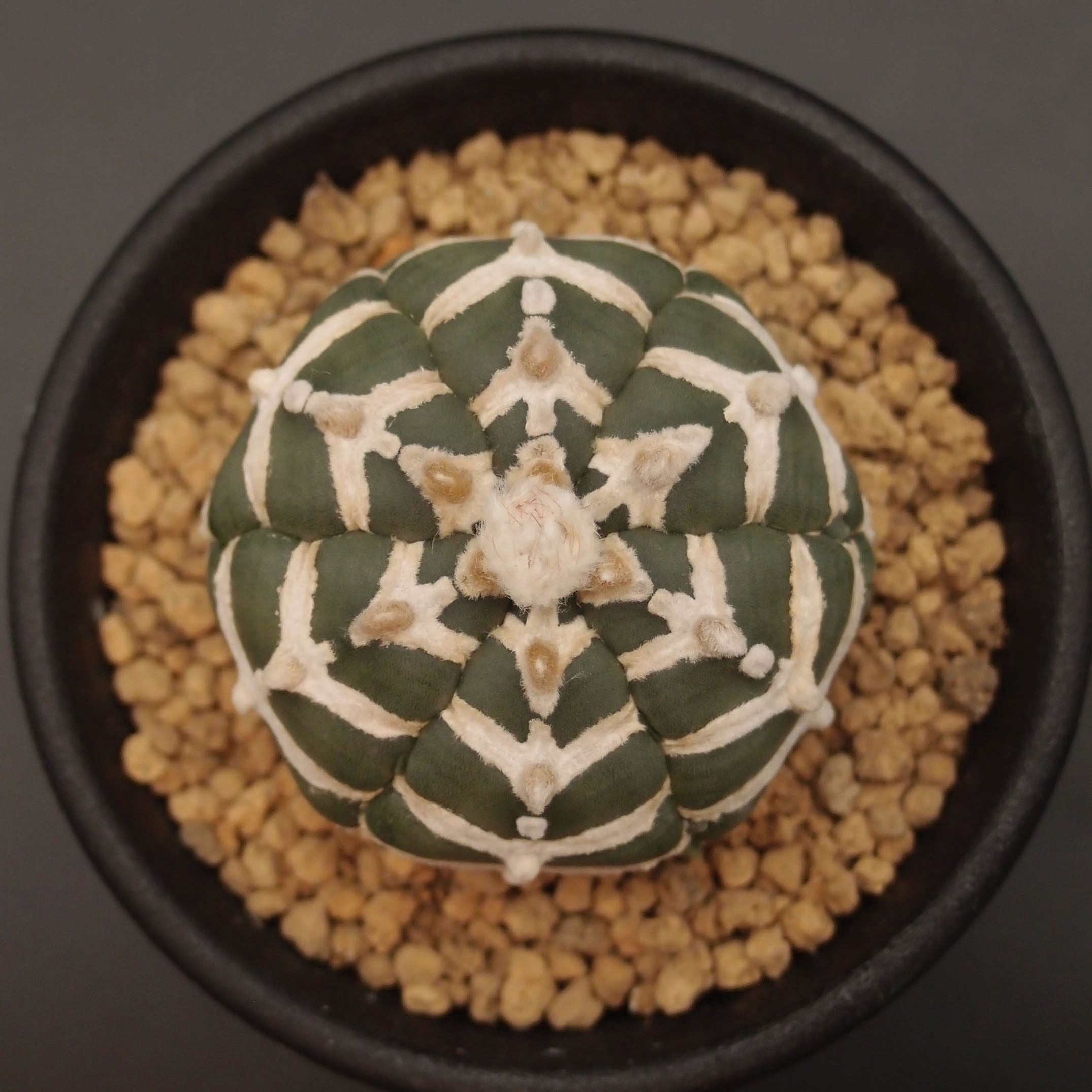 アストロフィツム属 | 万緑 BAN RYOKU