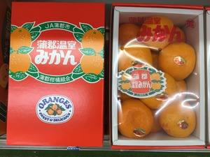 蒲郡温室みかん  Mサイズ　12玉入り