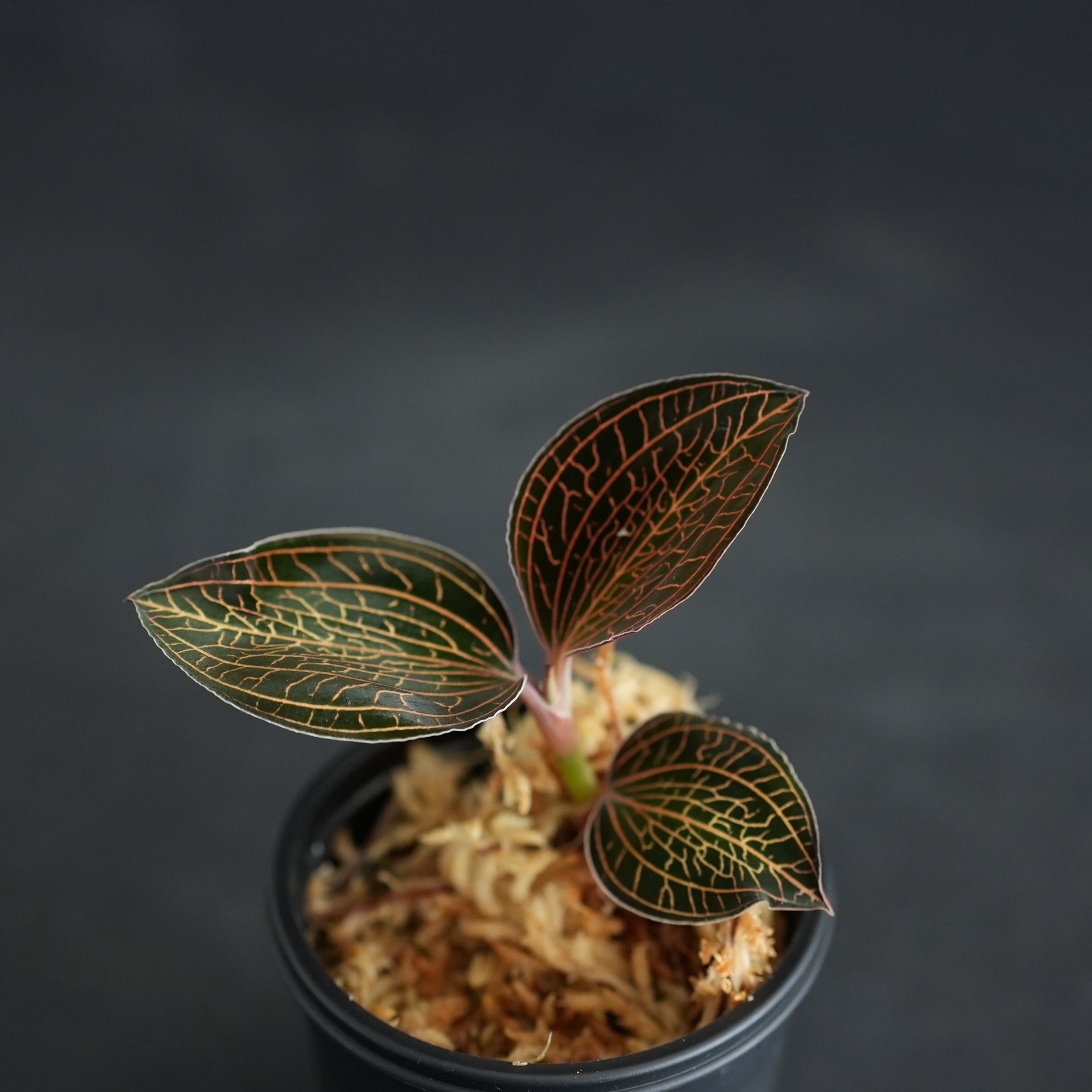 ◇現品◇アネクトキルス sp. （赤脈type）【ジュエルオーキッド宝石蘭