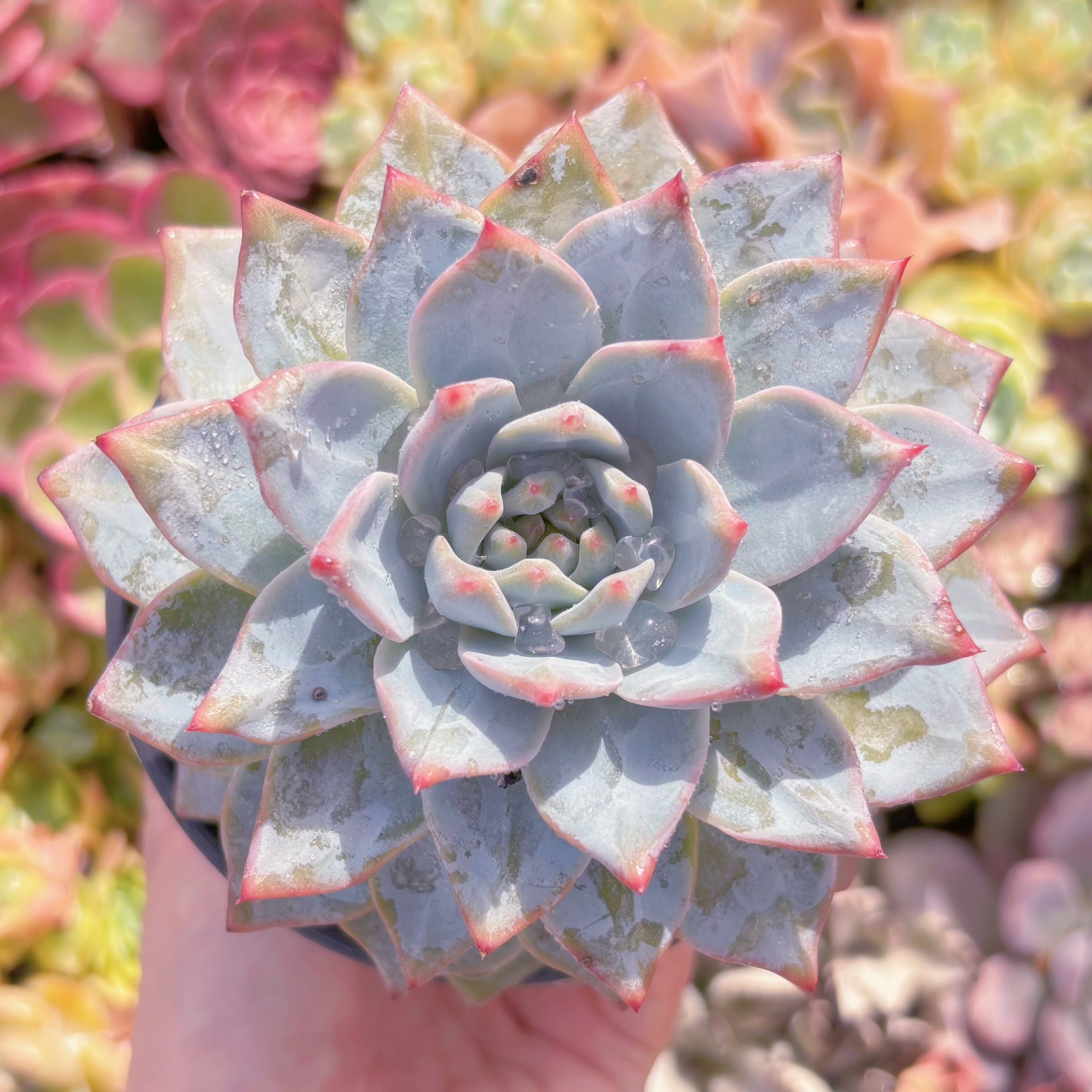 現品　Blue Bird#C54　大苗　るる農園