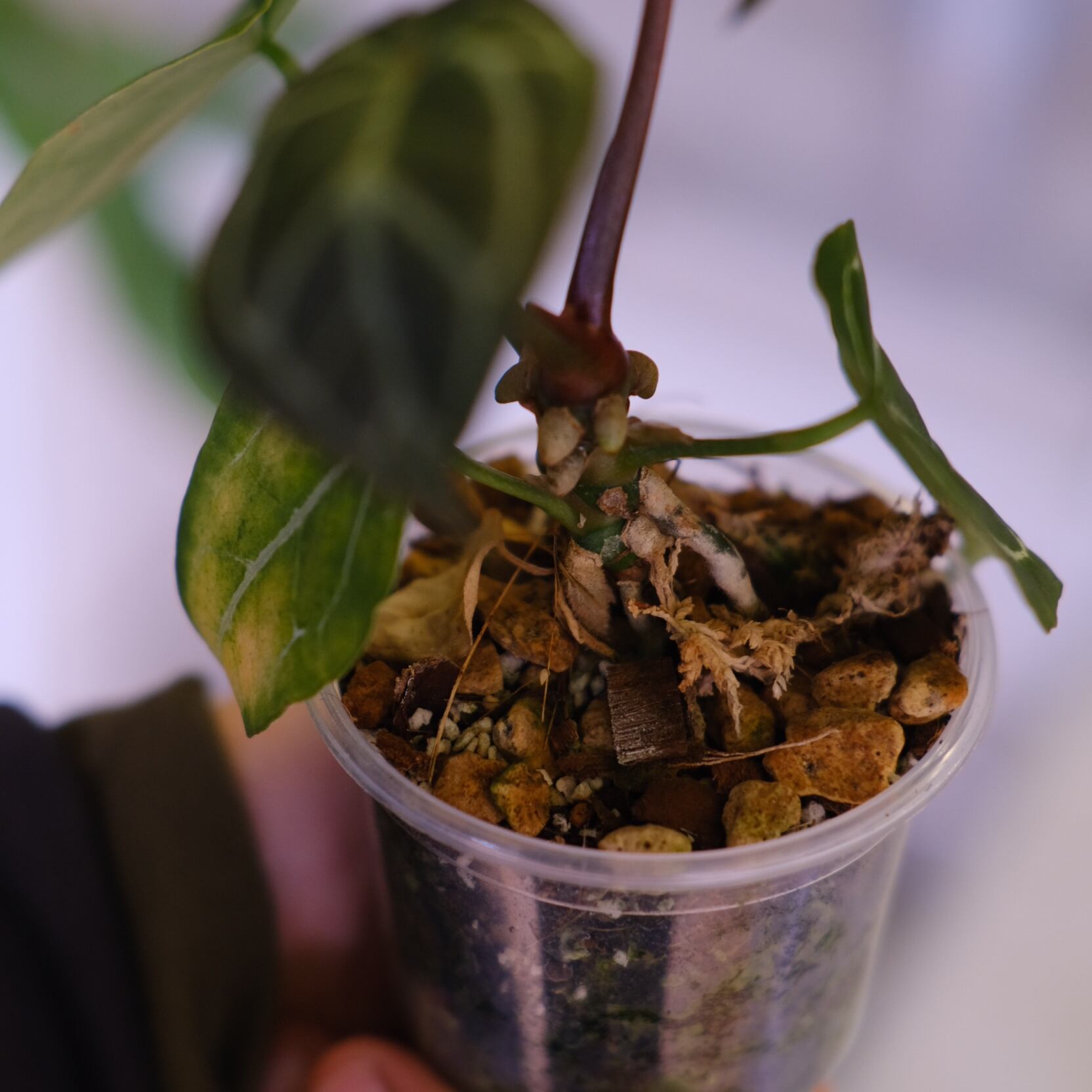 Anthurium chocolate × Anthurium Red crystallinum NSE｜アンスリウム