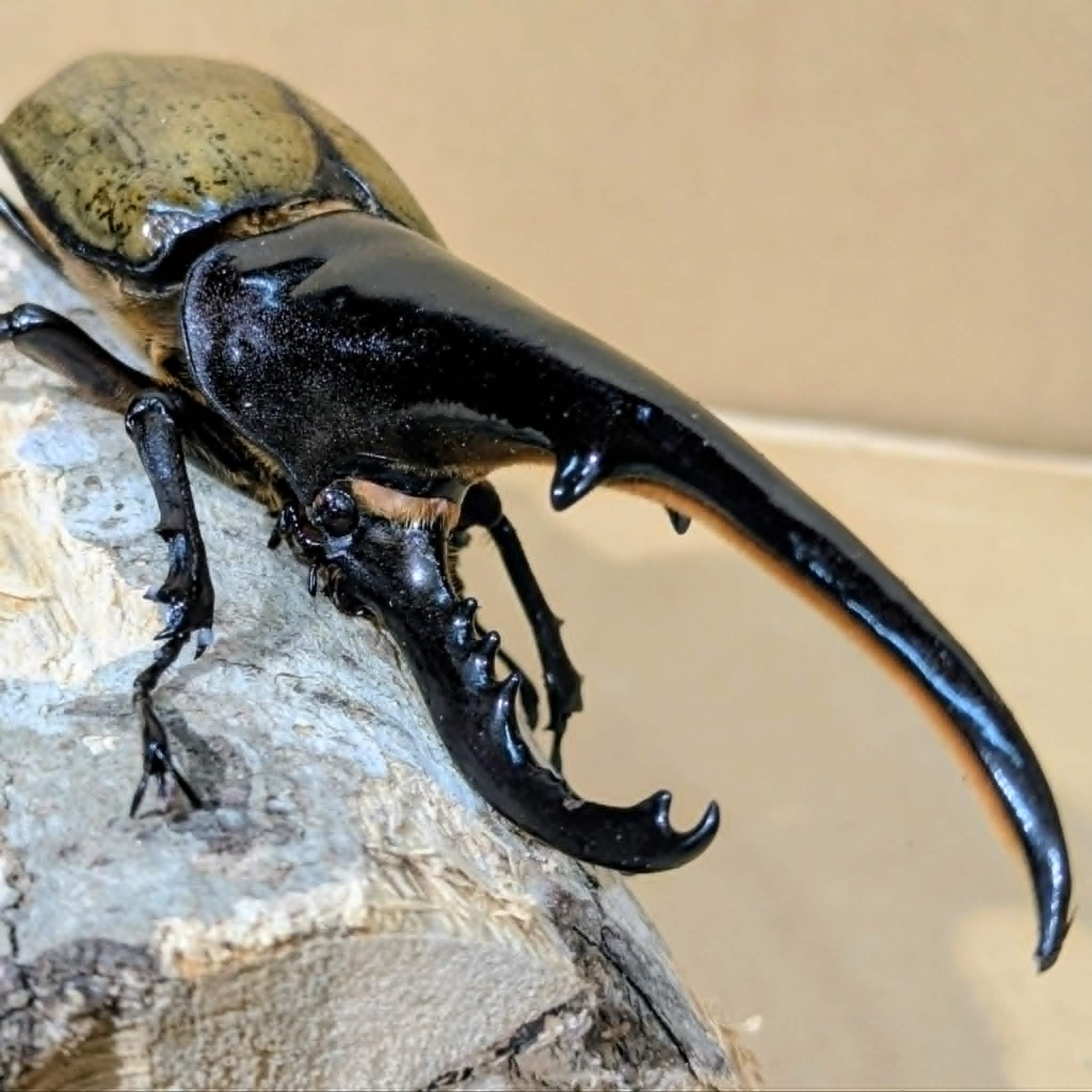 ♂-152mm】ヘラクレスオオカブトペア飼育セット | ムシムシランド