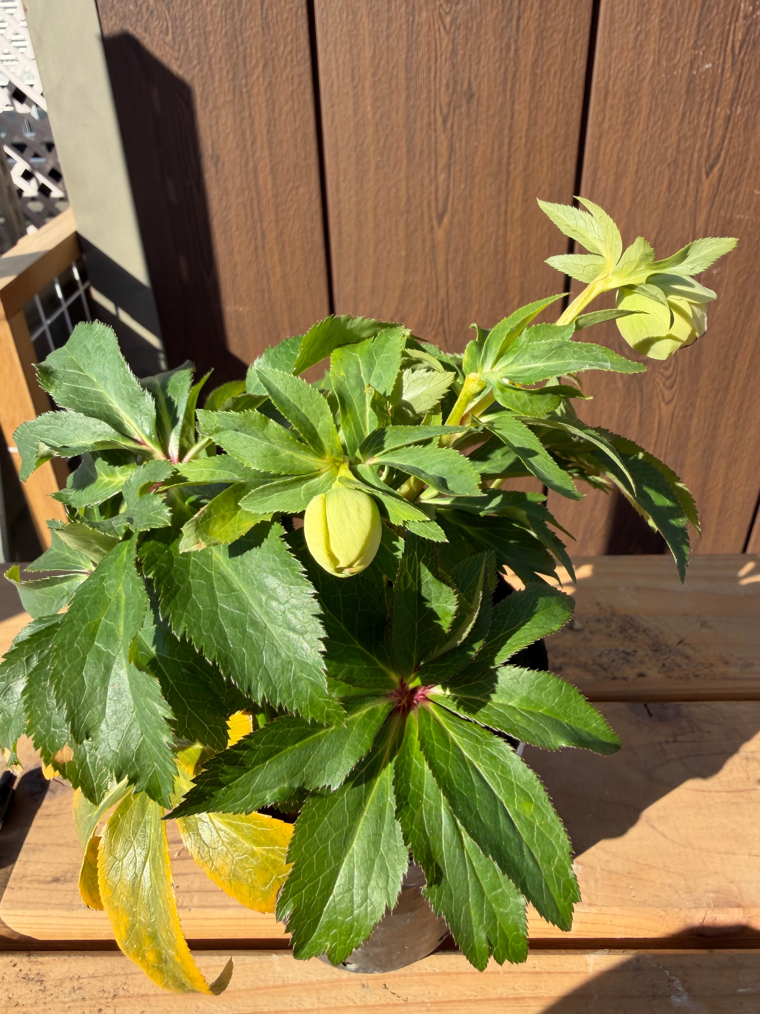 ムルチ系オーレアsd 大木ナーサリー クリスマスローズ【Og23】送料無料