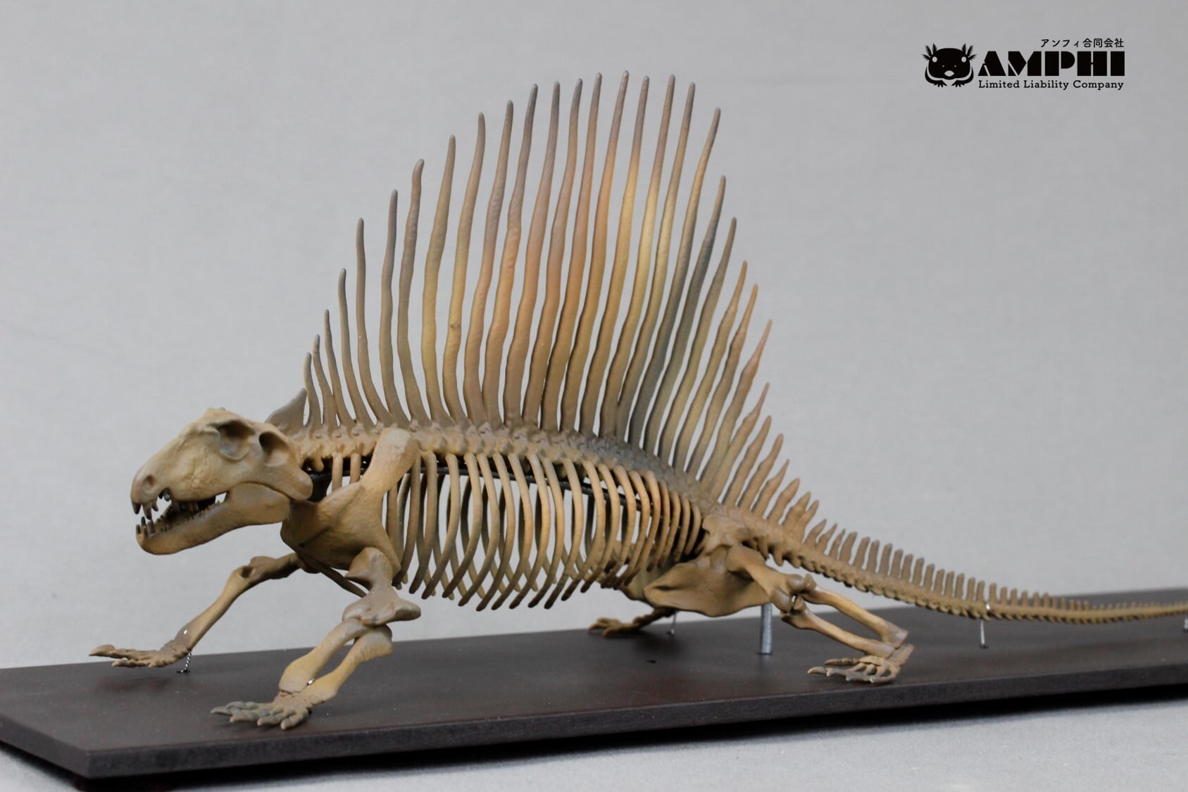 サーベルタイガー 原寸大頭骨レプリカ【 スミロドン Smilodon fatalis