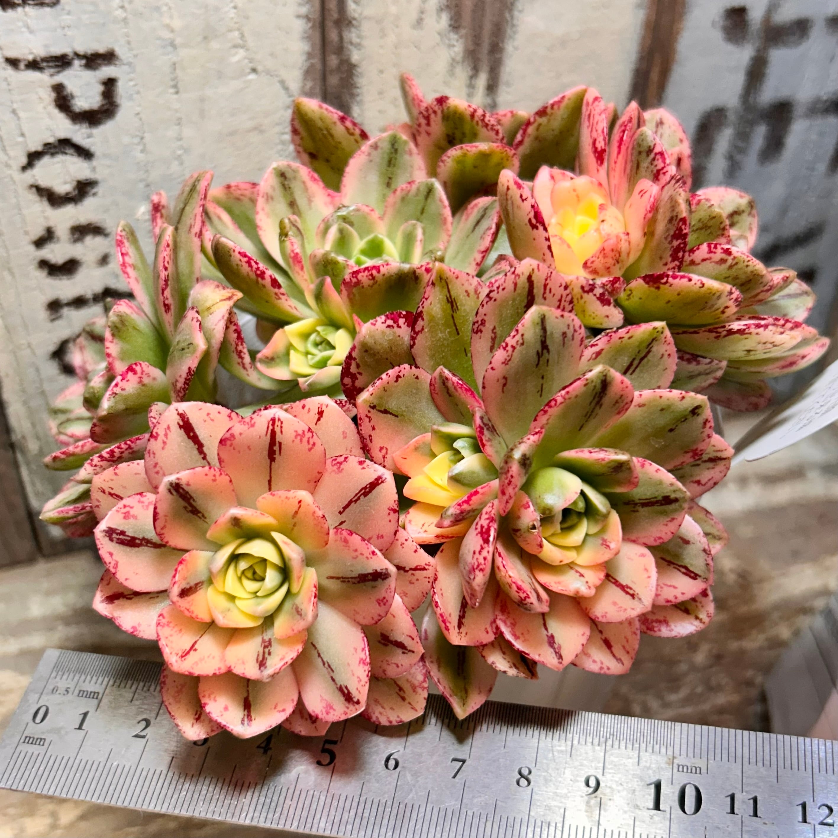 甜茶錦(てんちゃにしき)アエオニウム 群生 | RuPo 多肉植物専門店