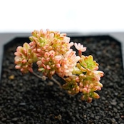 カット苗 小人の祭り錦 Aeonium sedifolium f.variegata