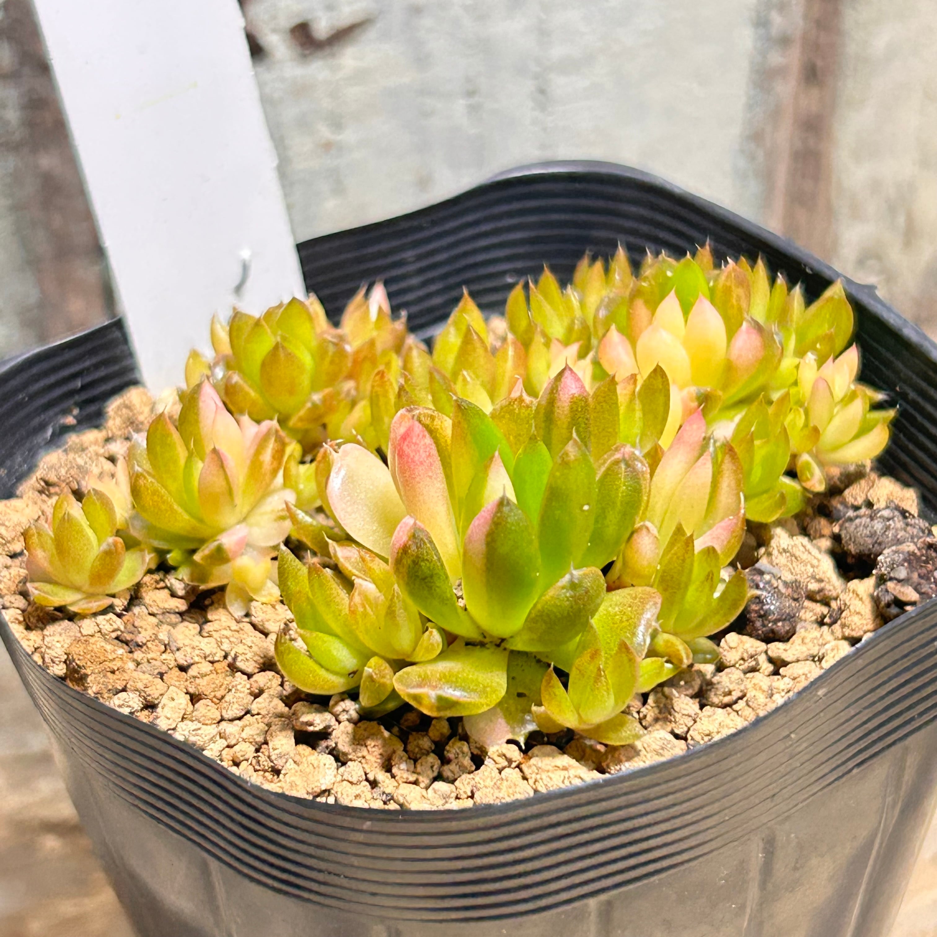 爪蓮華錦 | RuPo 多肉植物専門店