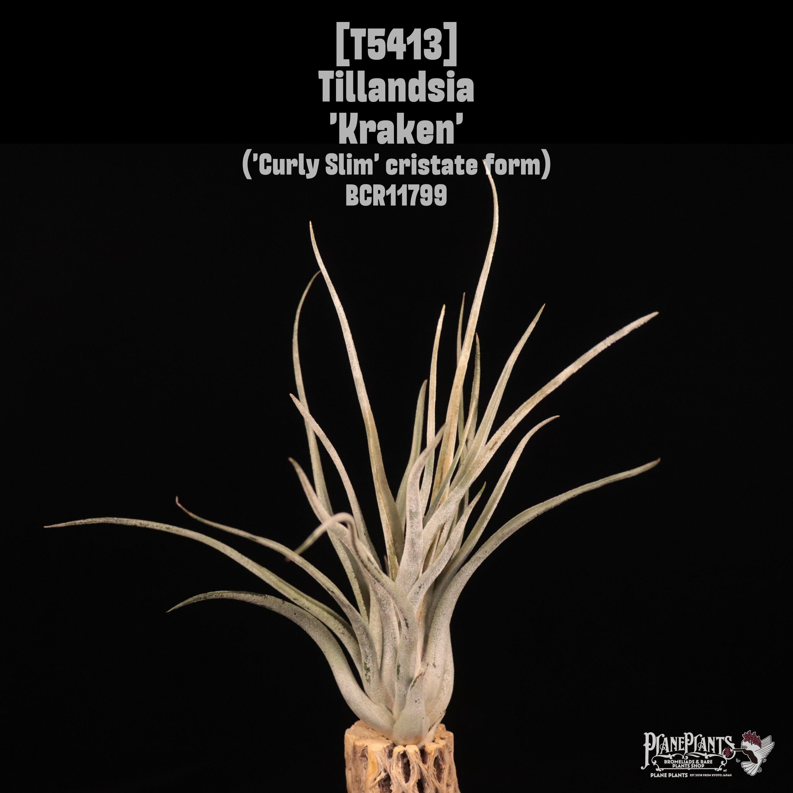 送料無料】kautskyi hybrid〔エアプランツ〕現品発送T4616 | plane plants