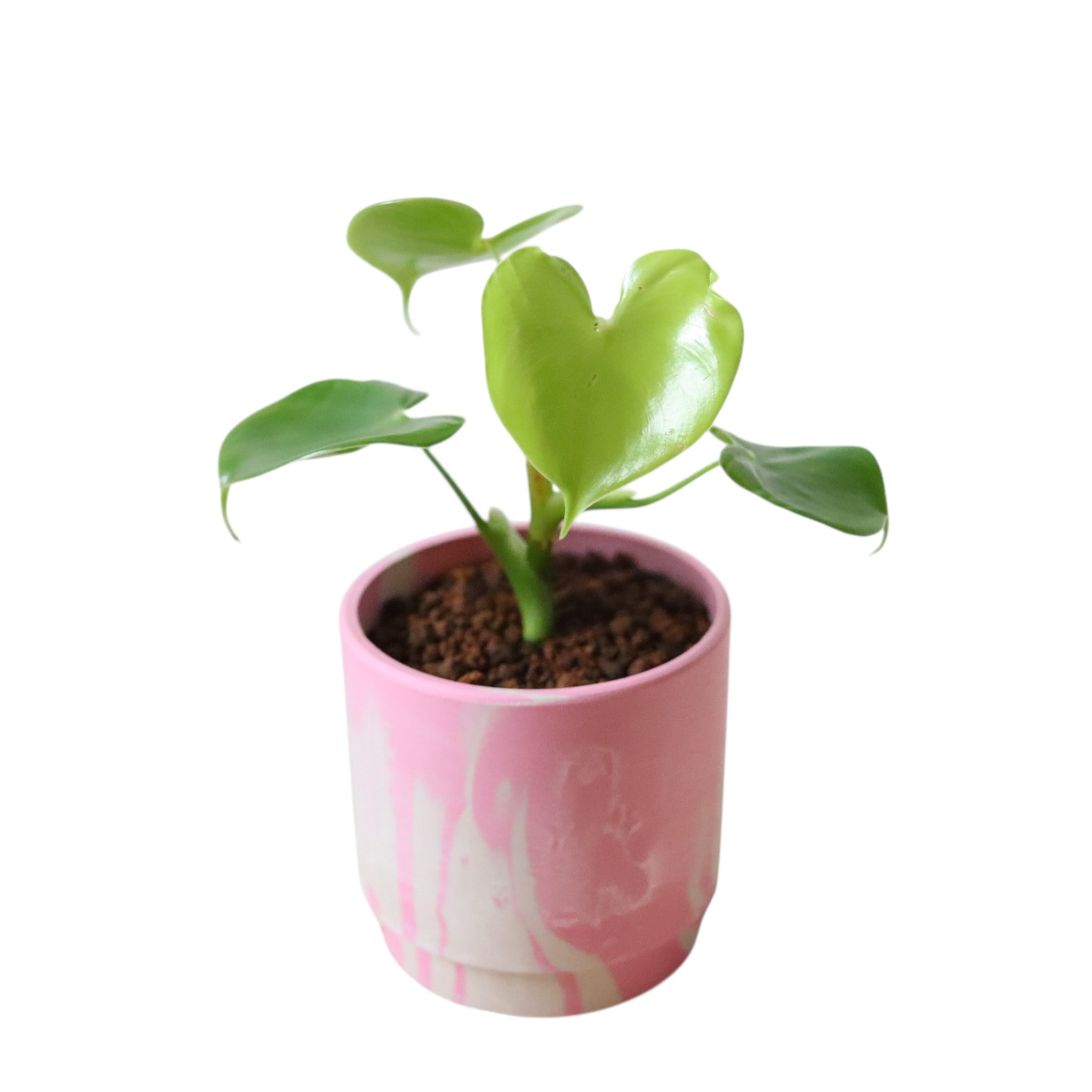 フィロデンドロン ハート