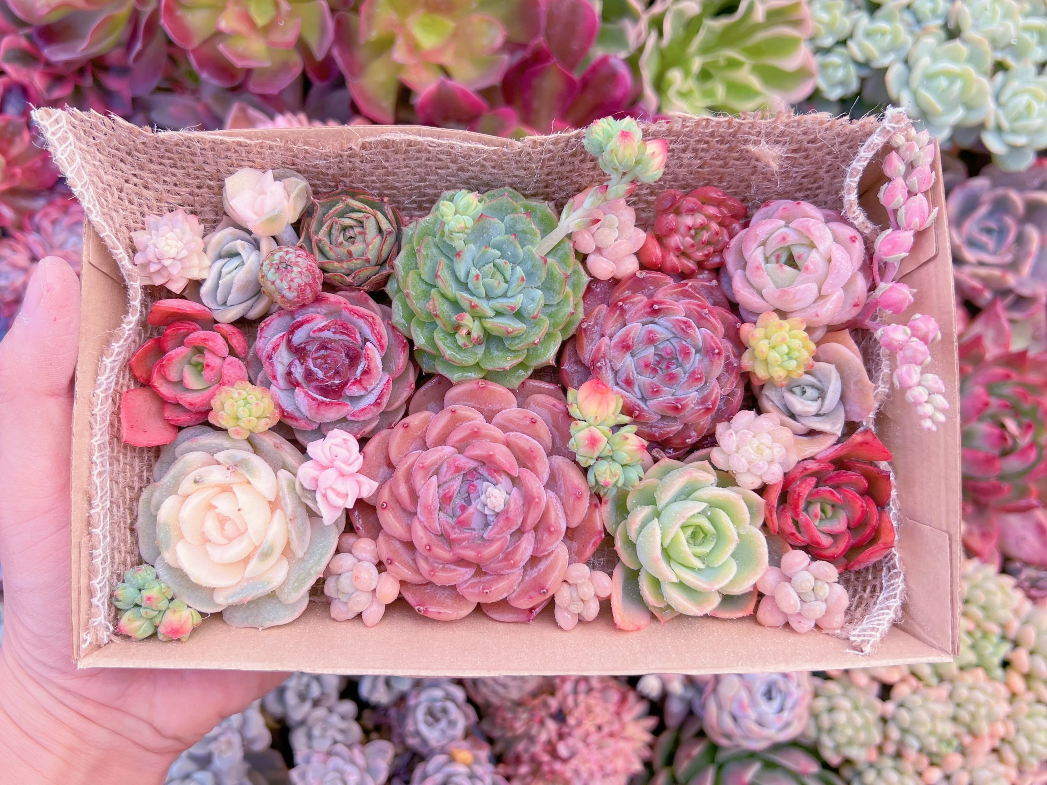 現品　寄せ植えセット#340　12cmx20cm　るる農園