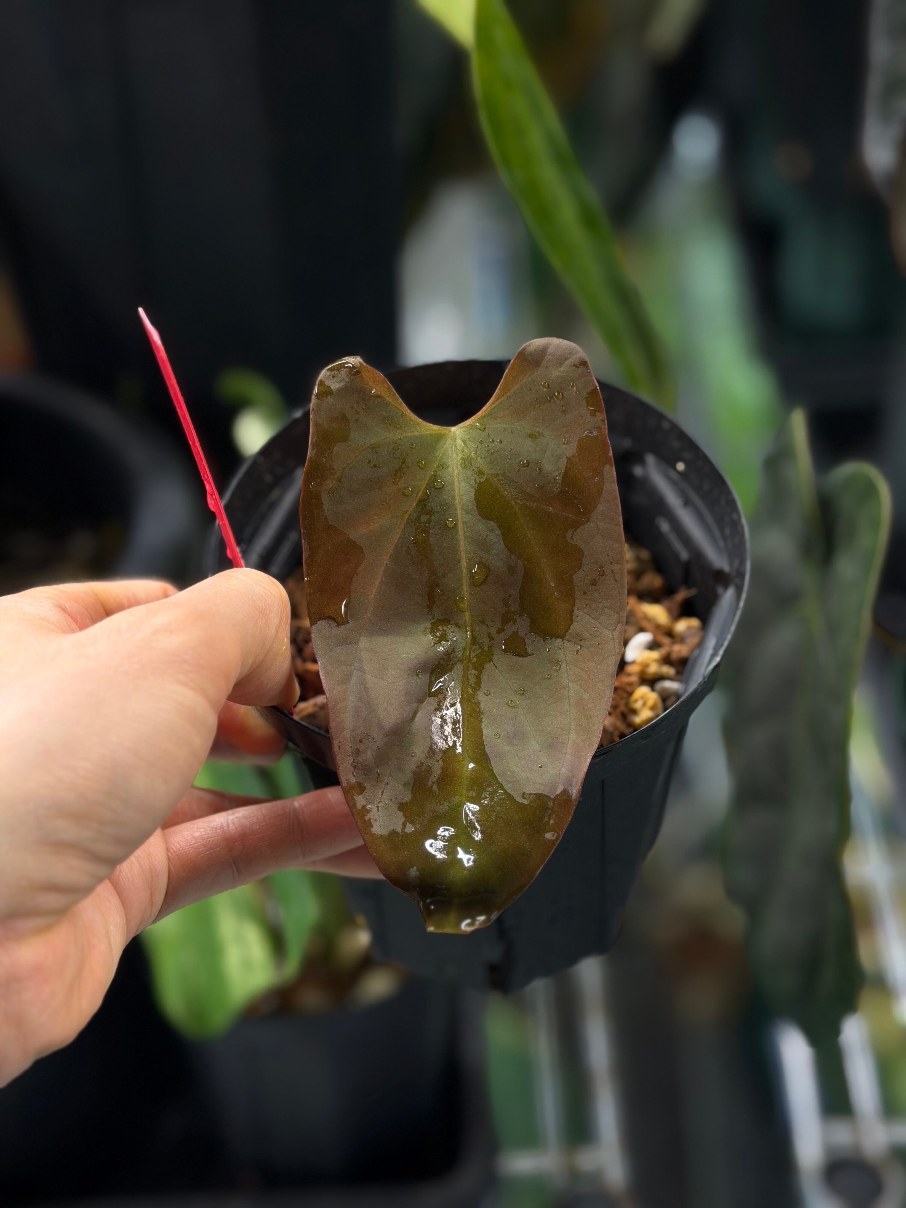 clone】Anthurium portilae (NSE) | anthuroom