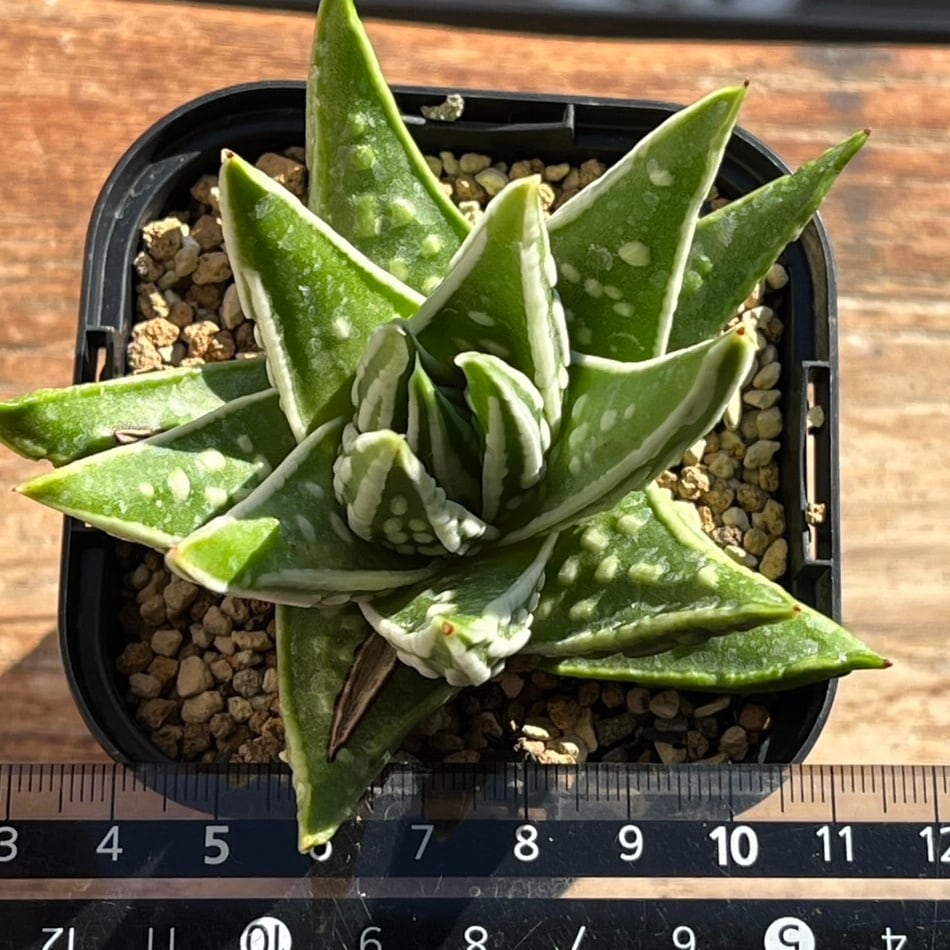 ハオルチア 天使の泪 親株サイズ | mocono_plants