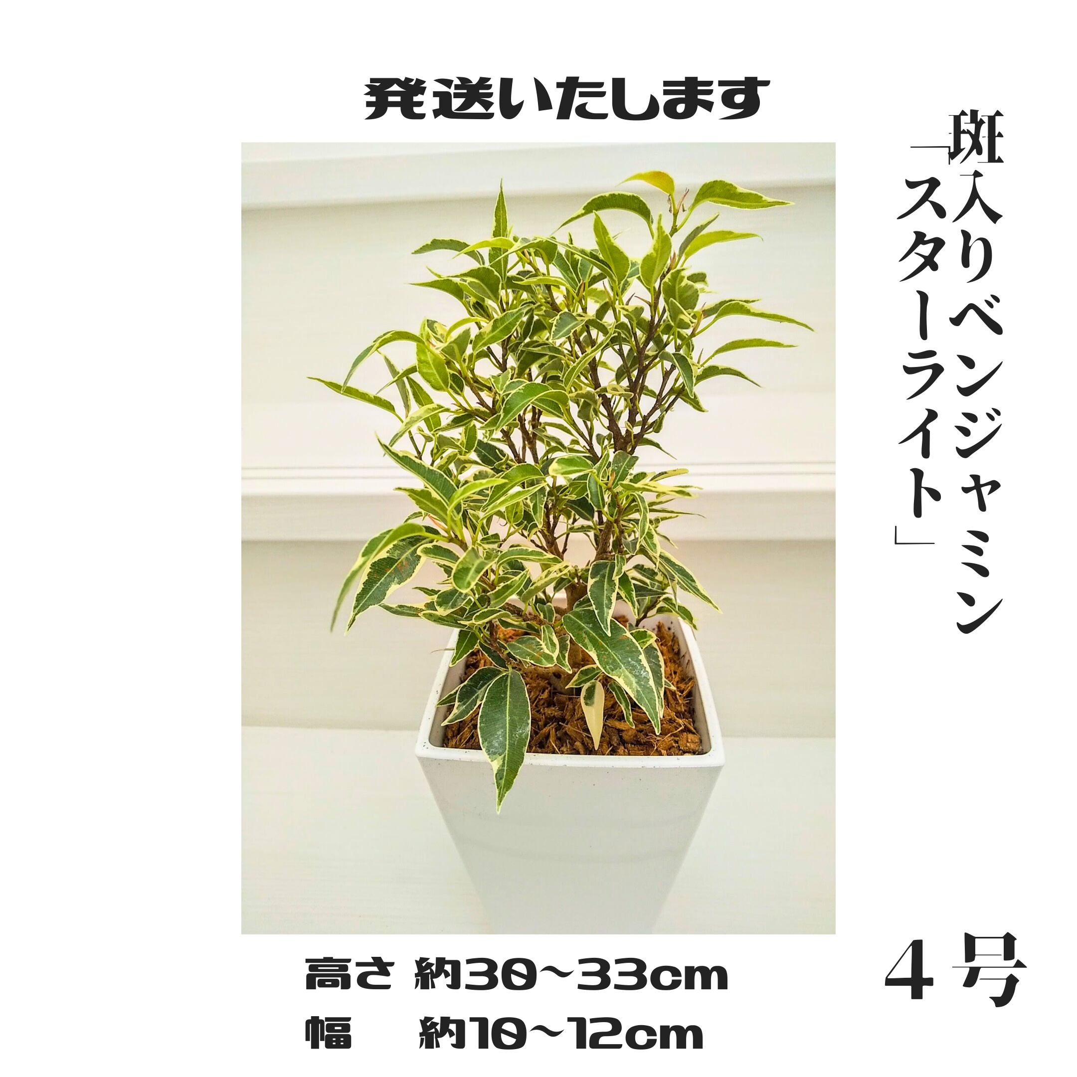 観葉植物》 斑入りベンジャミン「スターライト」スクエア型4号鉢 受け皿付き 札幌市北区のお花屋さん 発送いたします。 札幌 花屋【花だより 公式】 札幌市北区のお花屋さん ガジュマル 7号 白セラアート鉢 (2)
