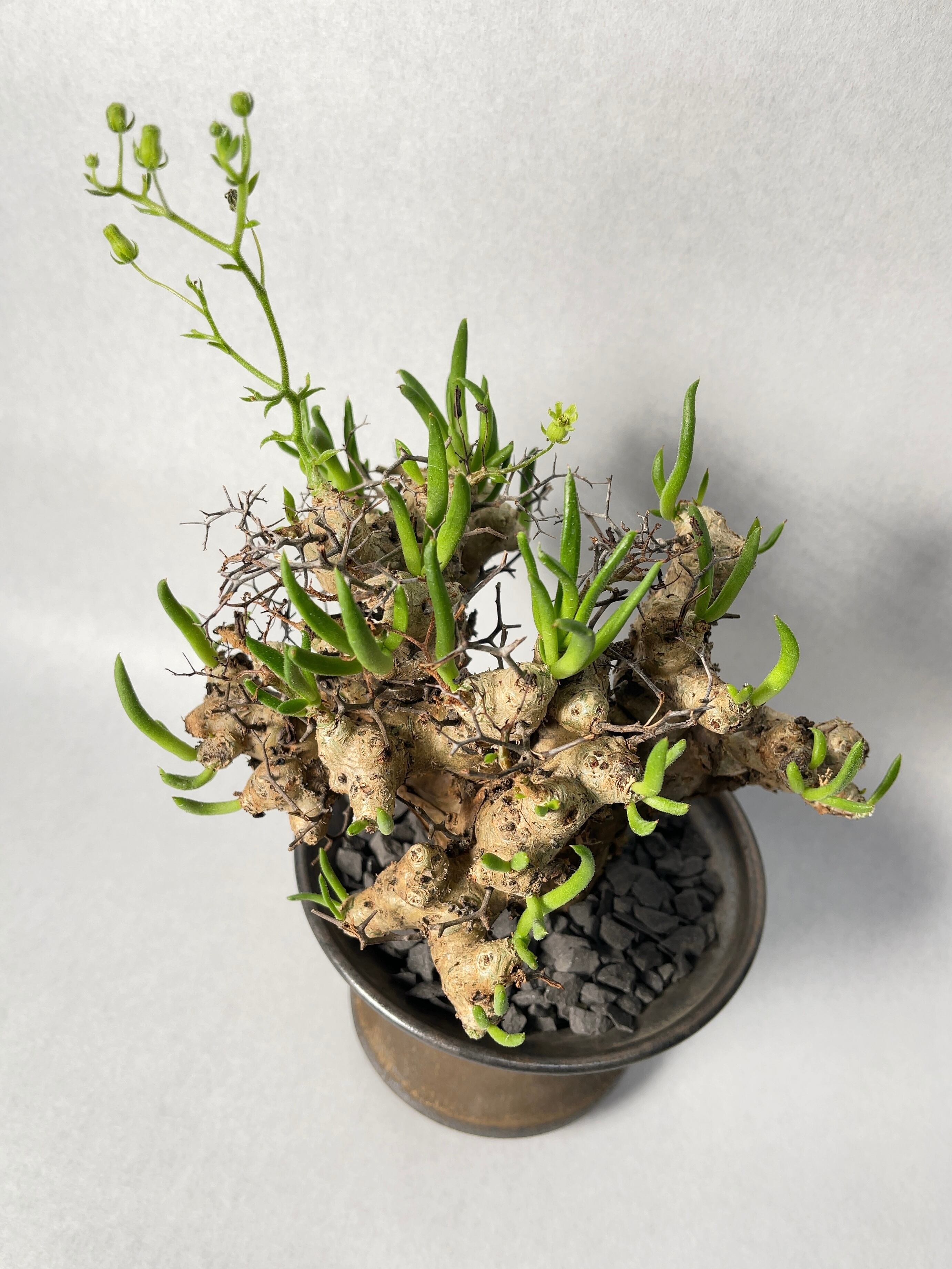 チレコドン レティキュラータス × 中川智治 管理5年 万物想 チレコドン・万物想 | trigger