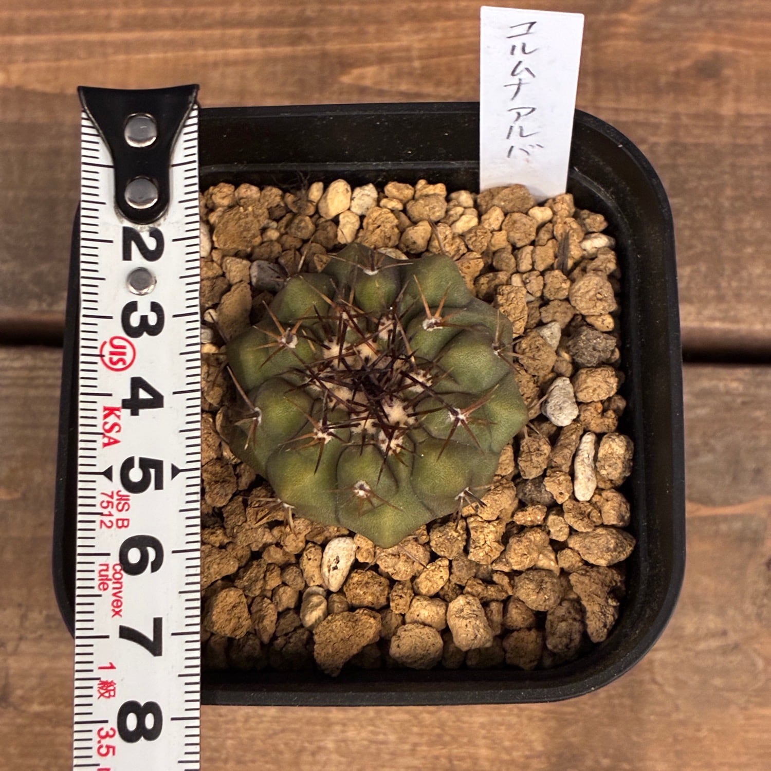 Copiapoa】サボテン コピアポア コルムナアルバ 孤竜丸 実生【924