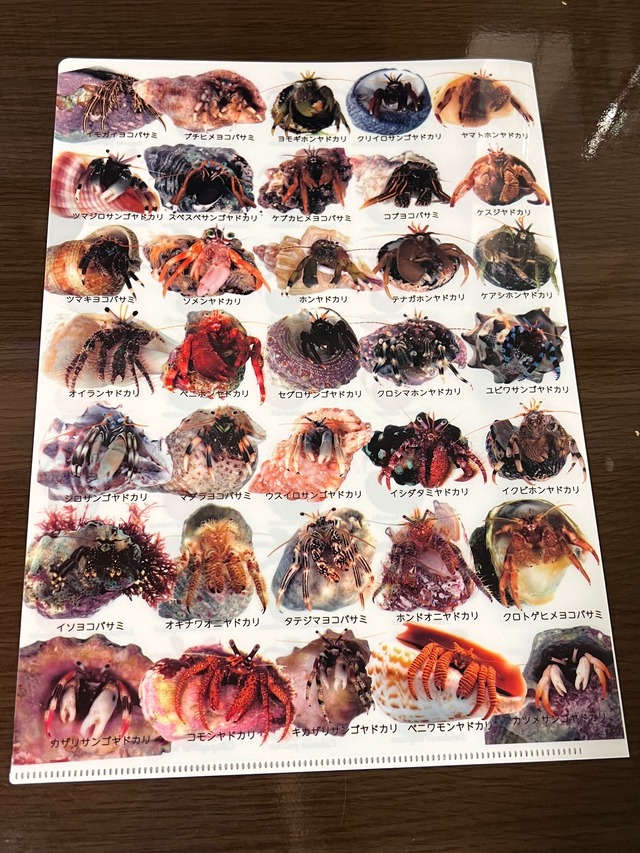 ヤドカリの国
