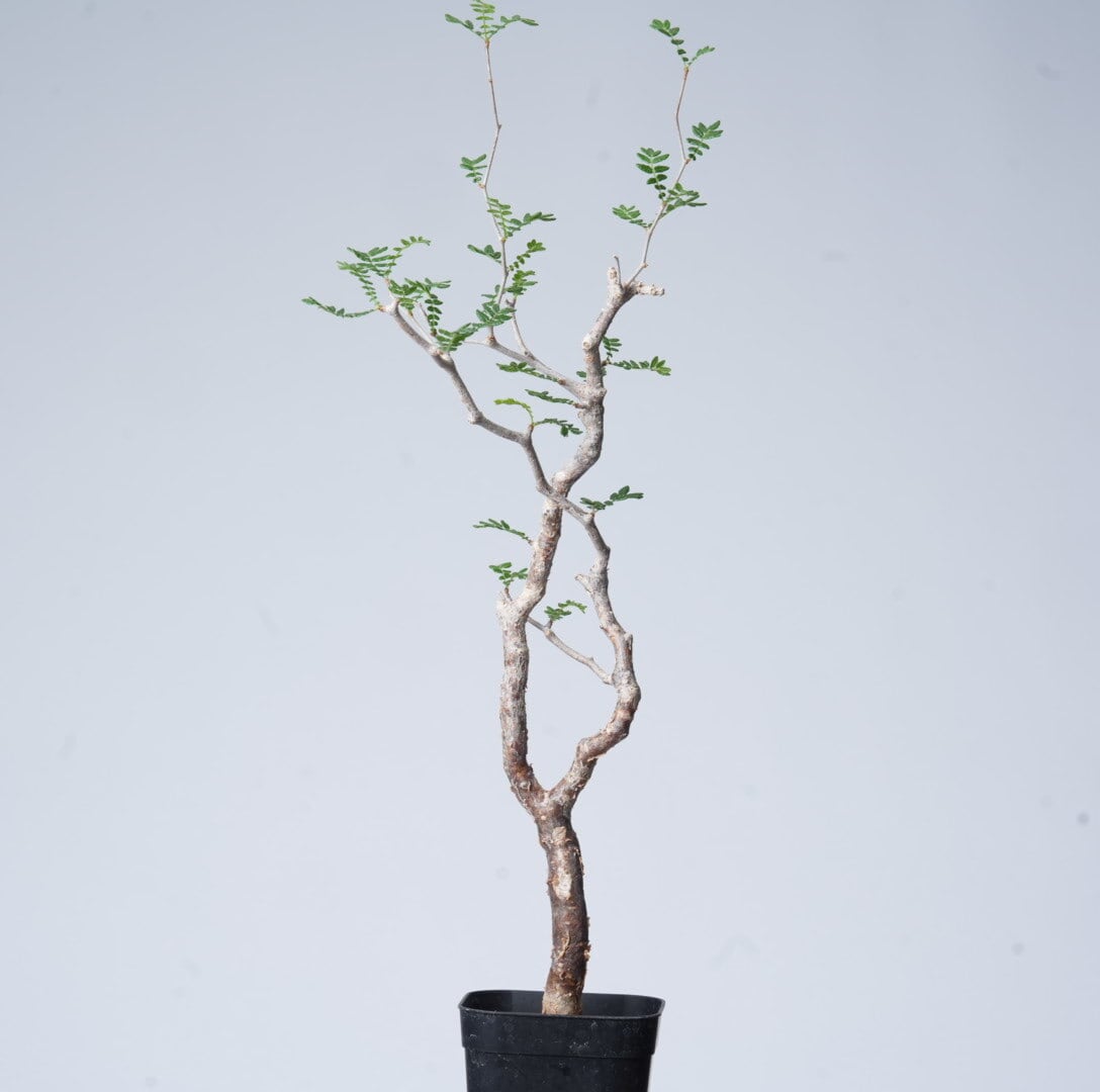 Commiphora | SPECIAL OTHER WORKS