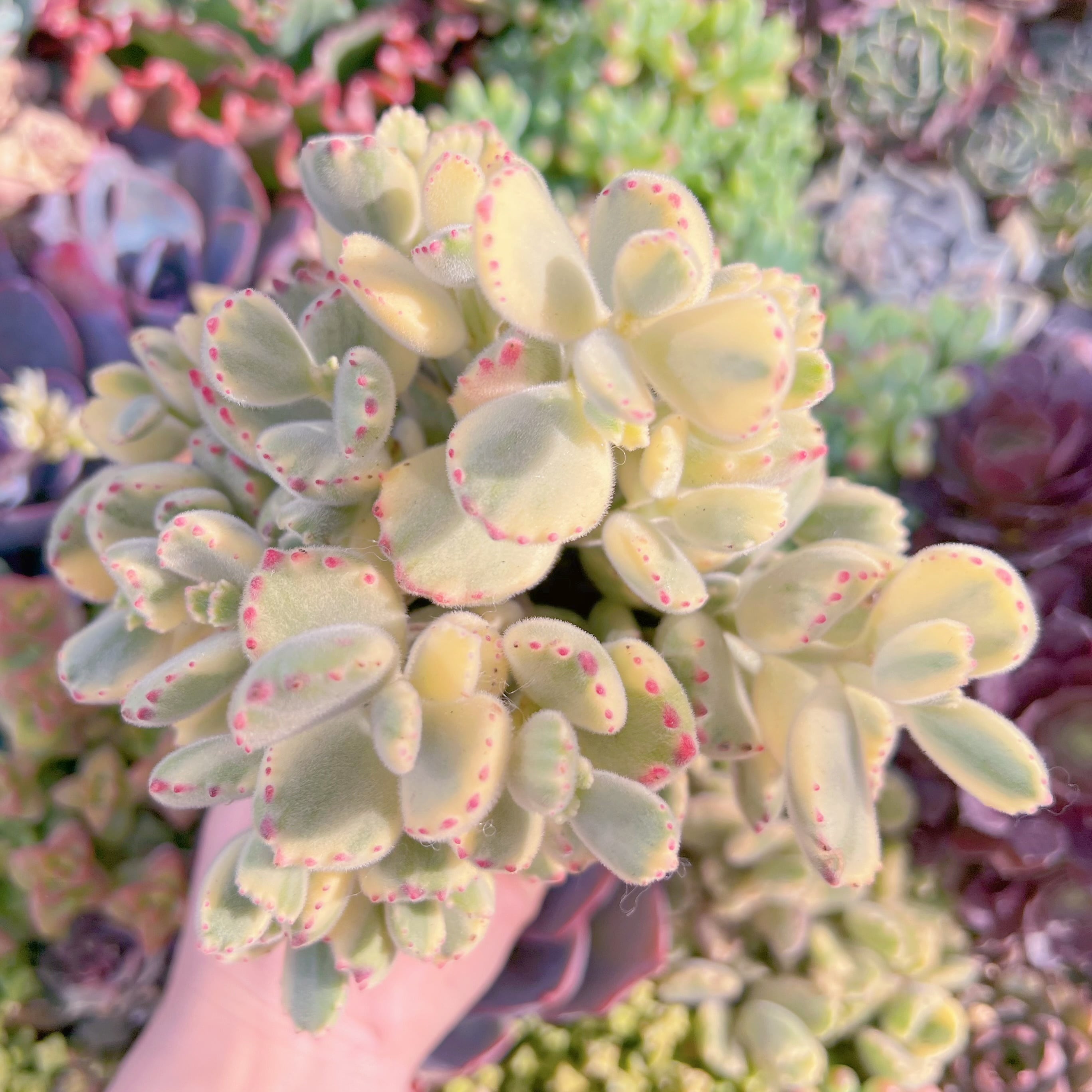 現品　白熊#M290　大群生　新入荷　るる農園