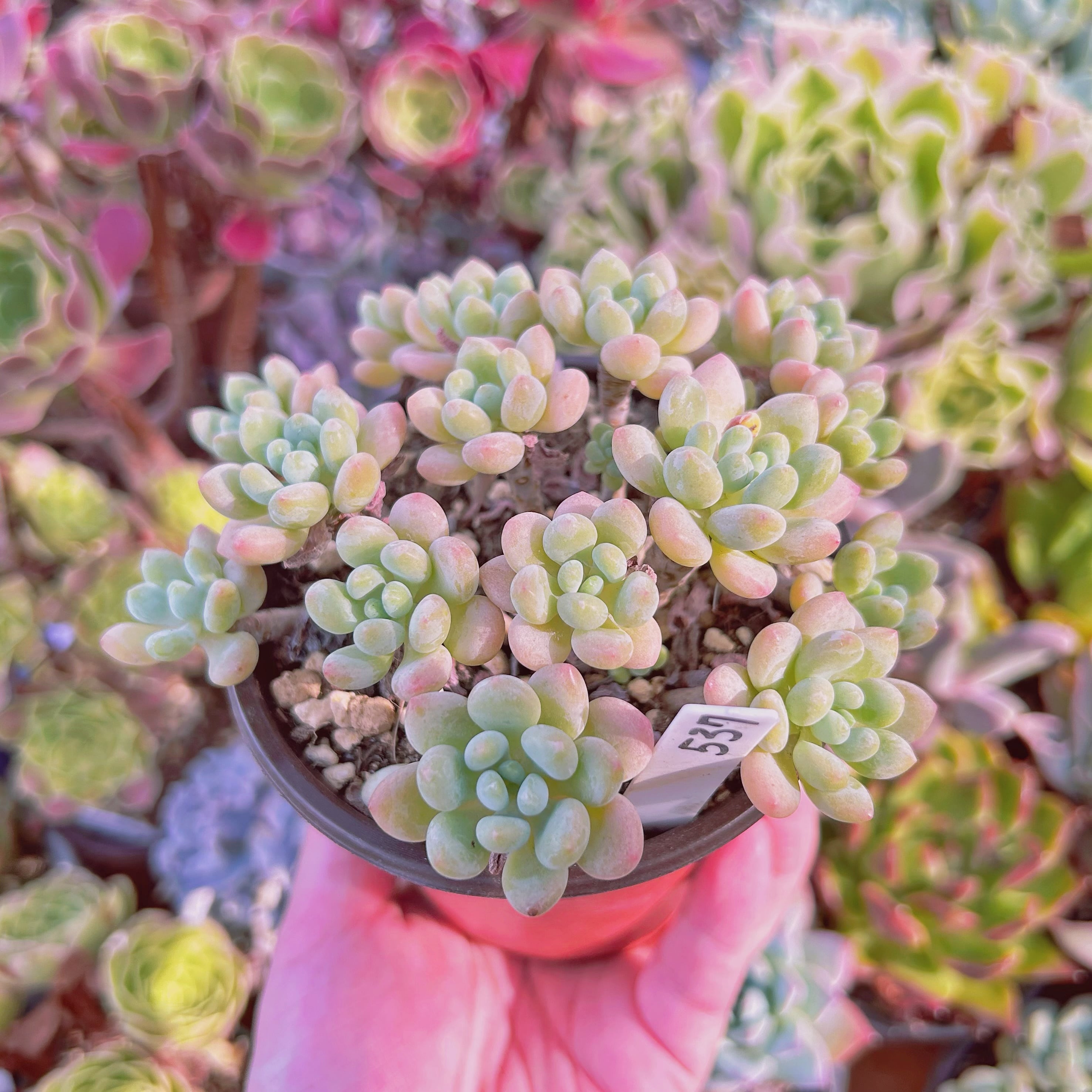 現物 多肉植物 ストロベリーミルク 抜き苗 | るる農園~多肉植物専門