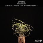 【reserved】ionantha 'Curly Leaf' × streptophylla〔エアプランツ〕現品発送T4539