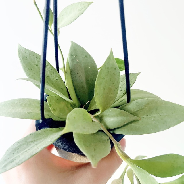 【再入荷】一点限定 ホヤ・ニューギニアゴースト 観葉植物 calm cafe