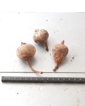カット苗 ユーフォルビア バラネビス S Euphorbia rapulum