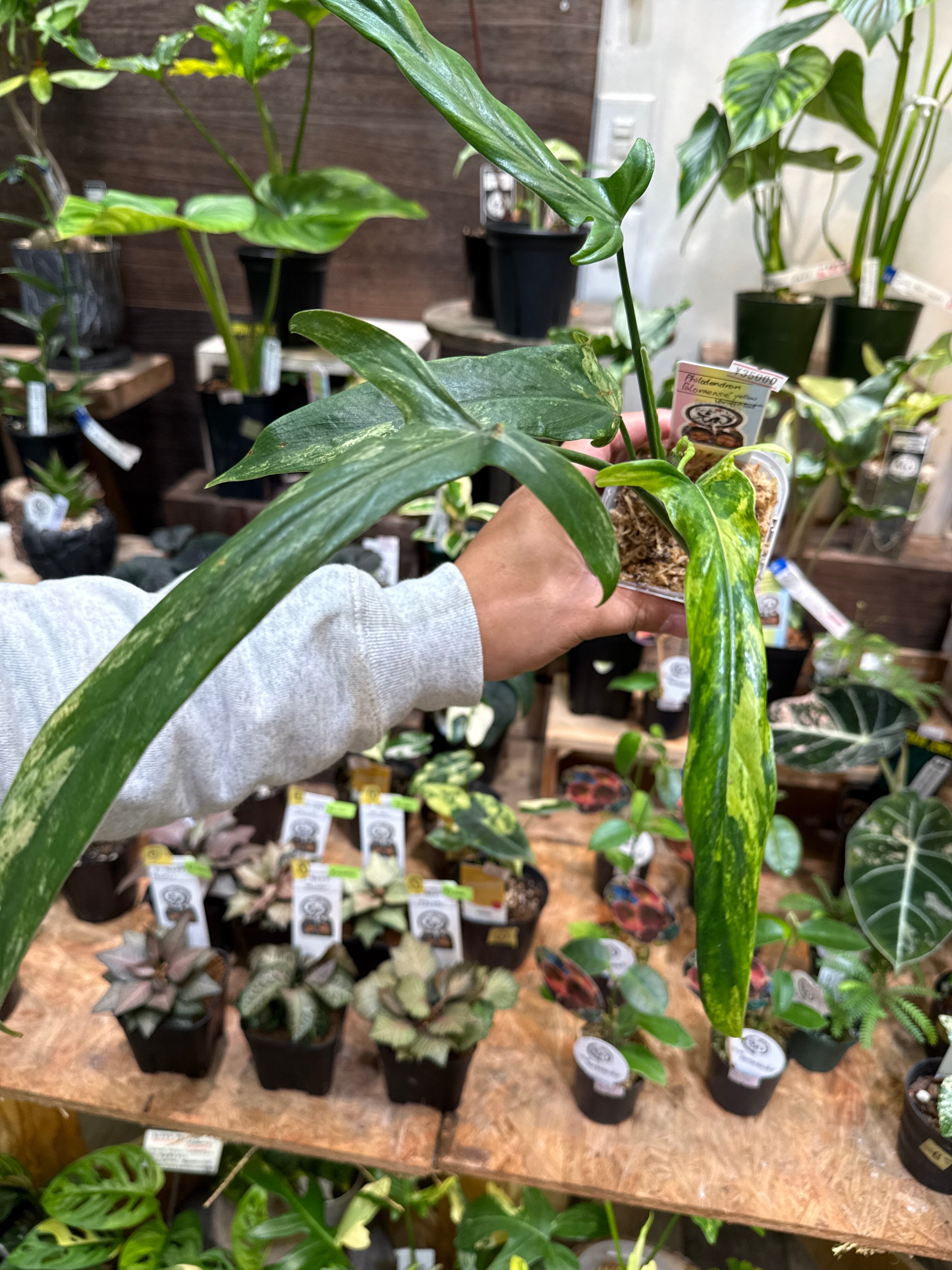 フィロデンドロン | Gardenえん 【観葉熱帯植物・多肉植物】