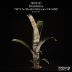 【送料無料】Billbergia vittata 'Ralph Graham French'〔ビルベルギア〕現品発送B0212
